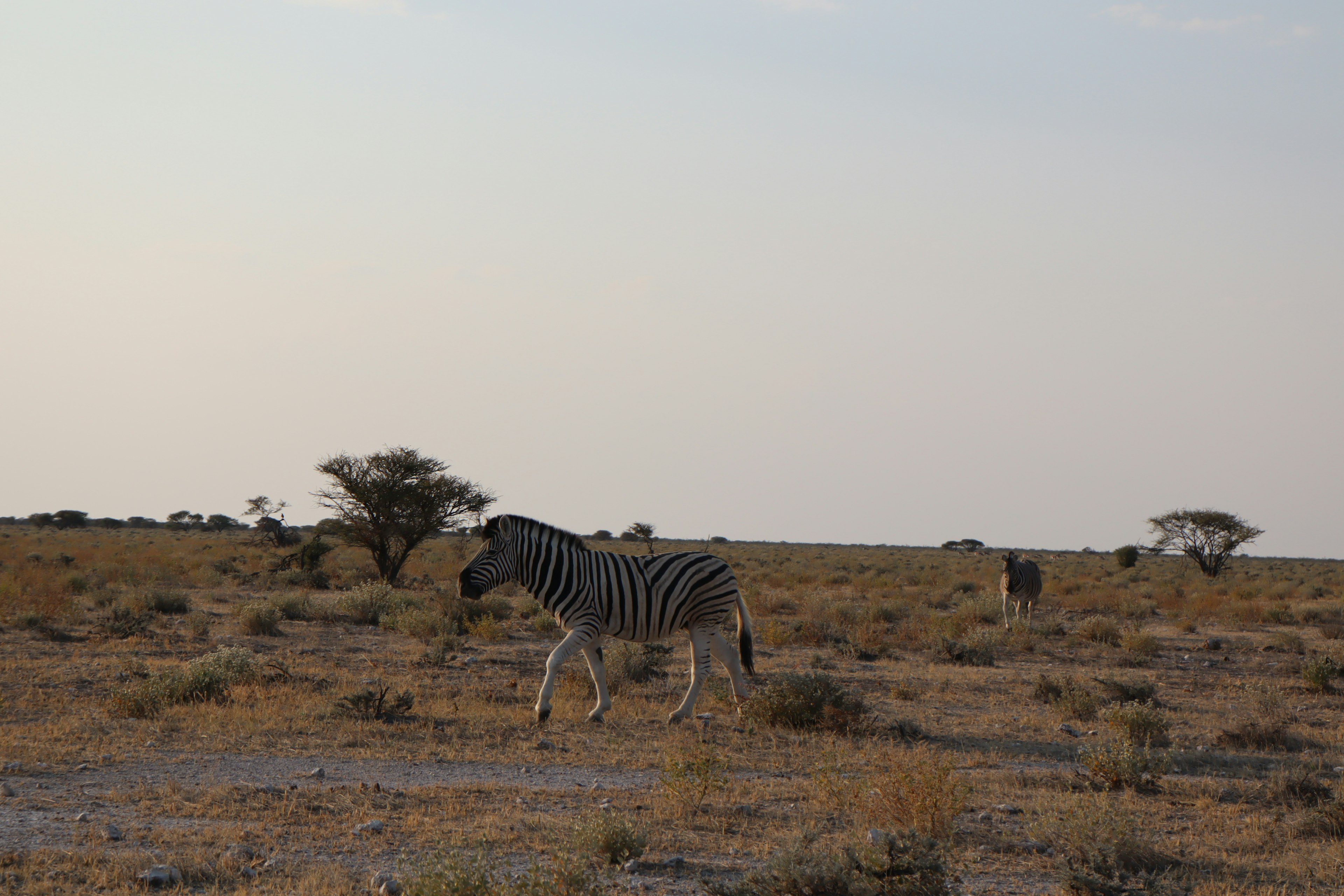 A zebra walking across a dry grassland