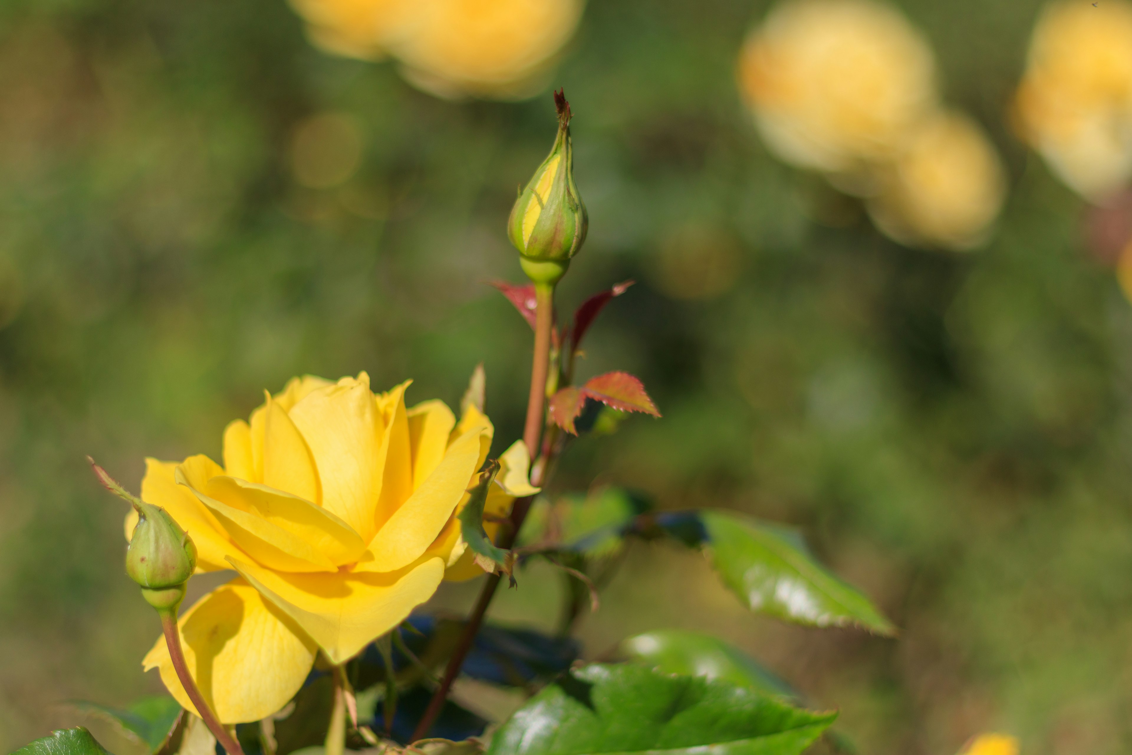 Primer plano de una flor de rosa amarilla y capullos en un jardín