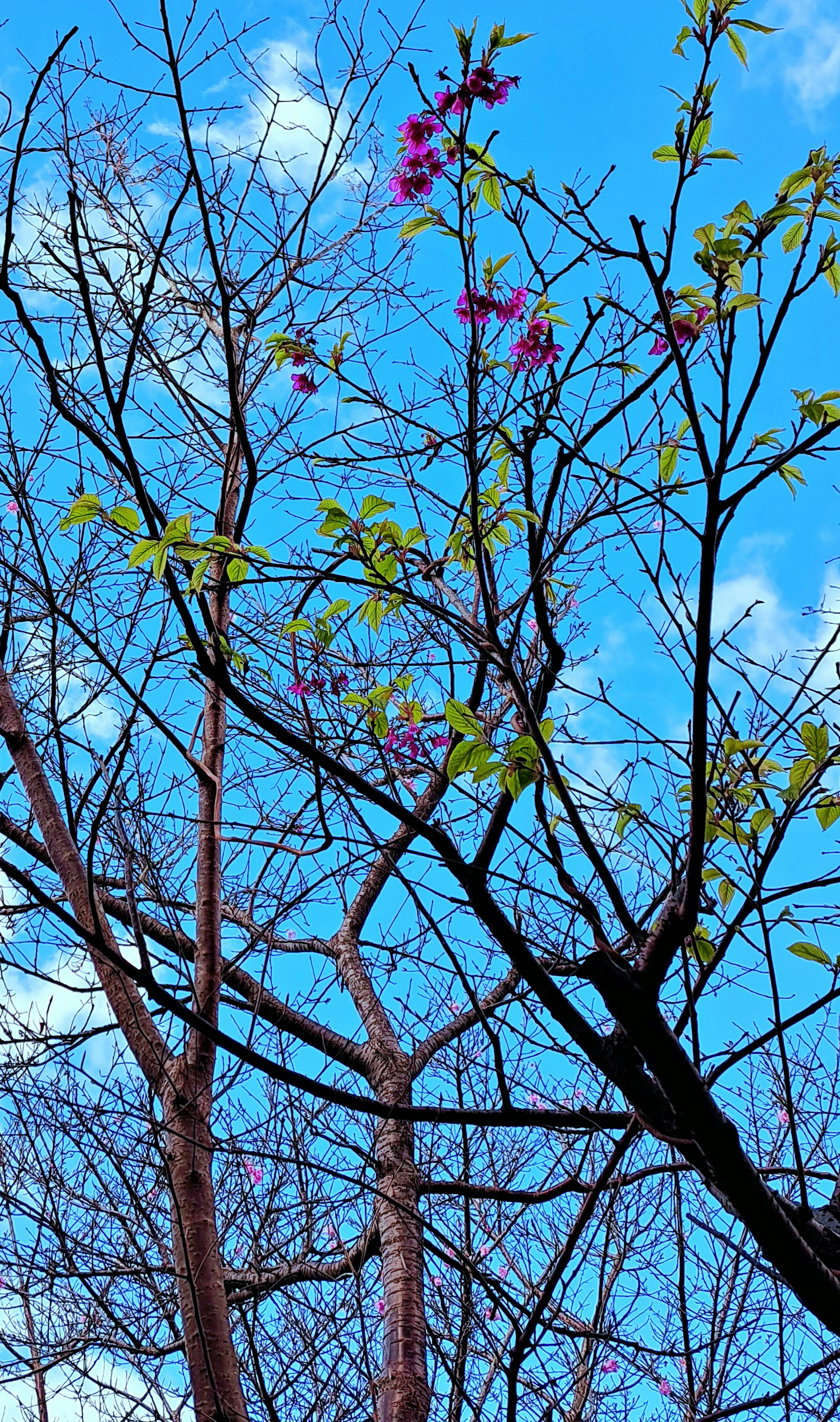 Tree branches with new green leaves and purple flowers against a blue sky