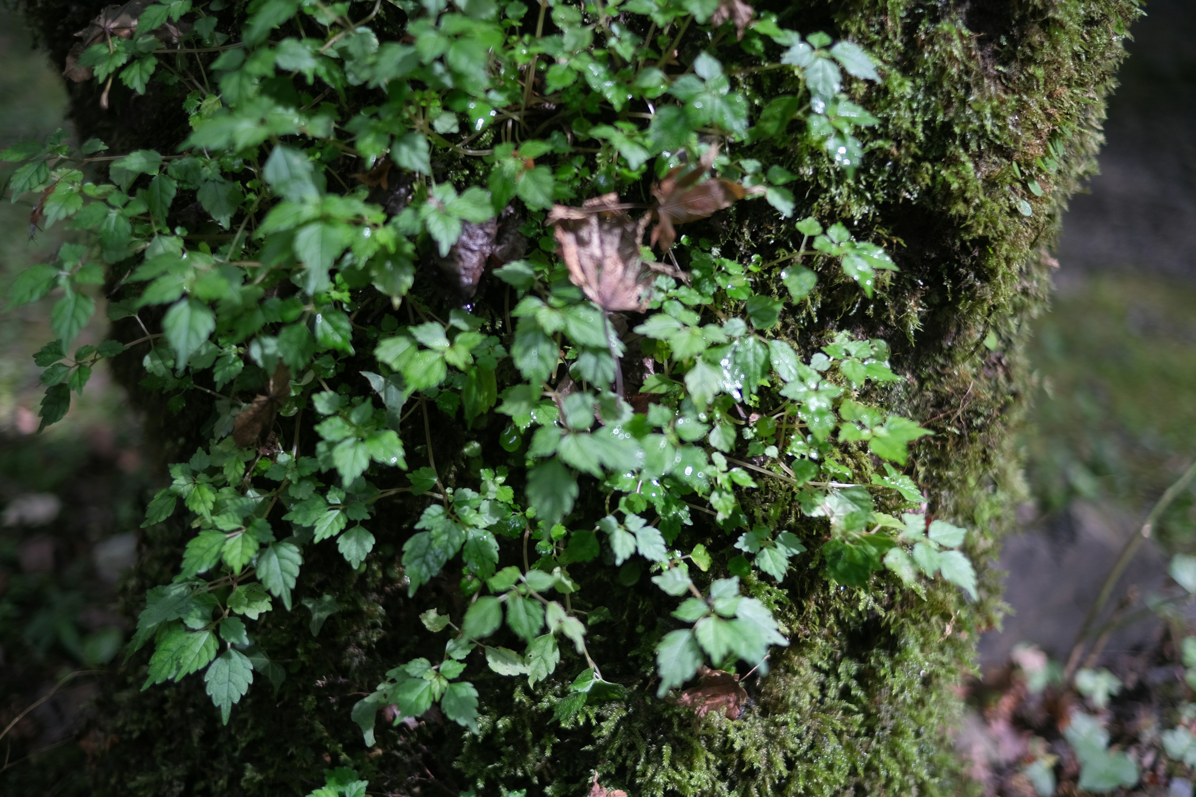 Foglie verdi e muschio che crescono su un tronco d'albero