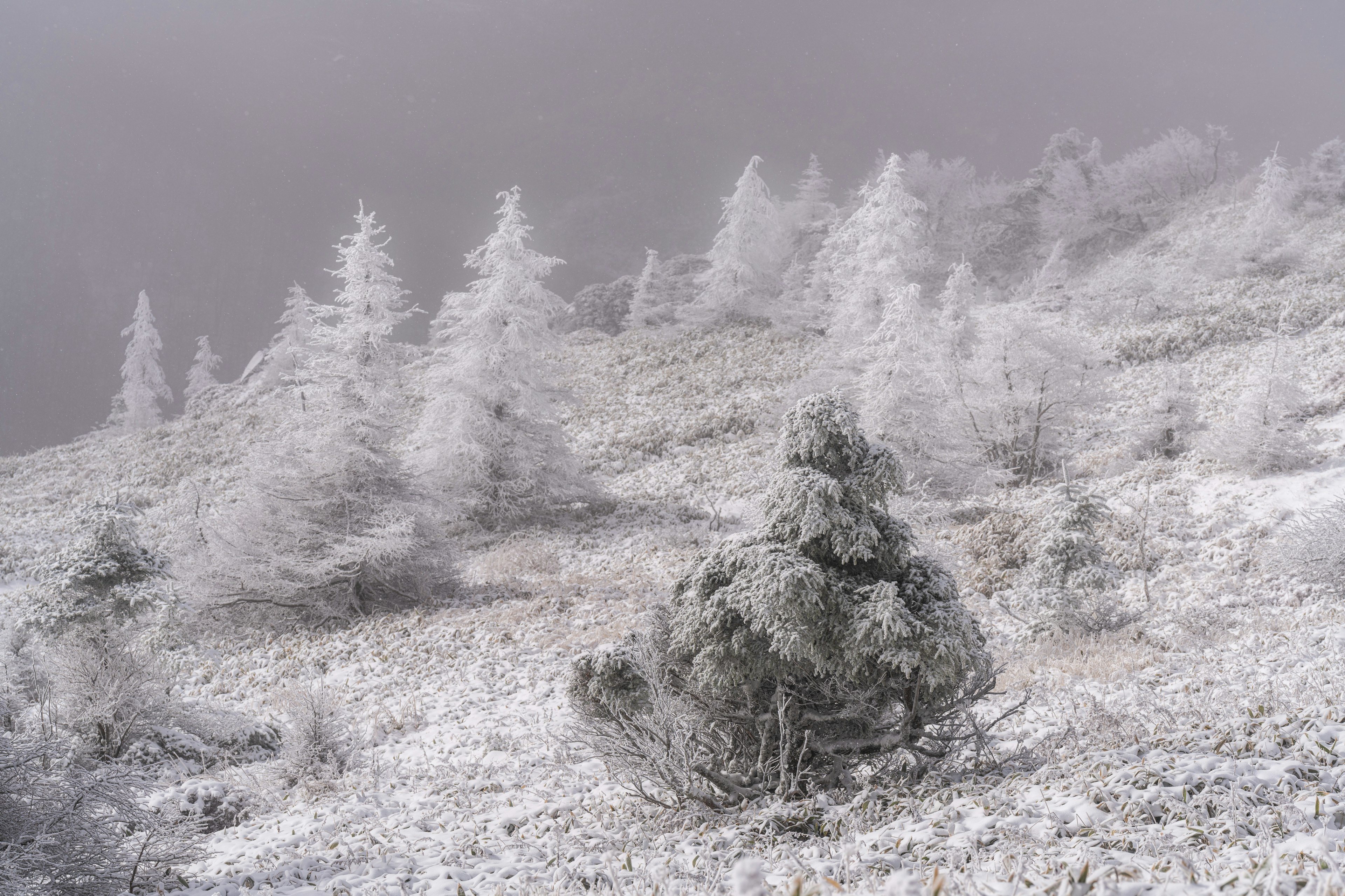 Schneebedeckte Landschaft mit Bäumen umgeben von Nebel