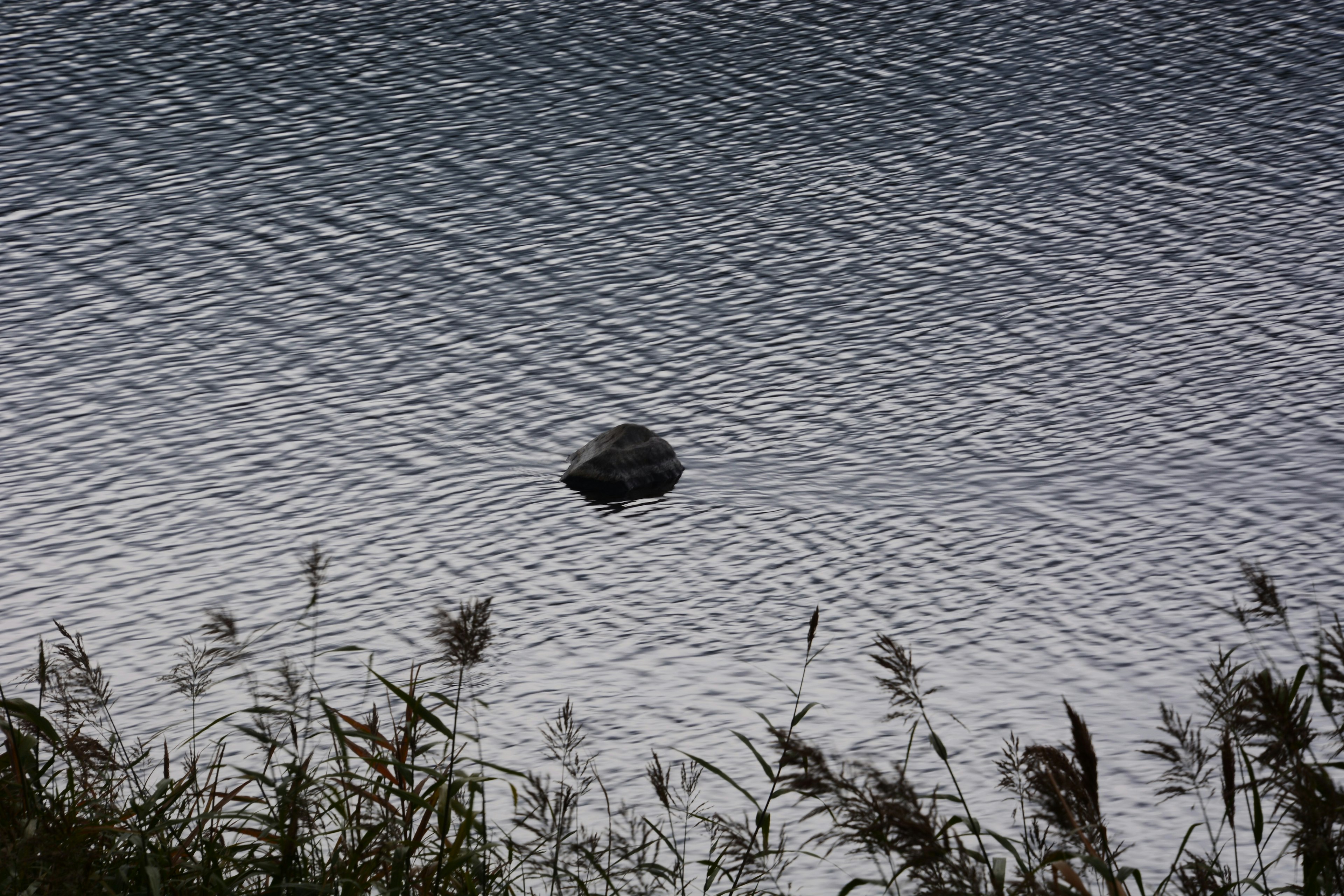 Una piccola roccia che galleggia su una superficie d'acqua calma con erba circostante