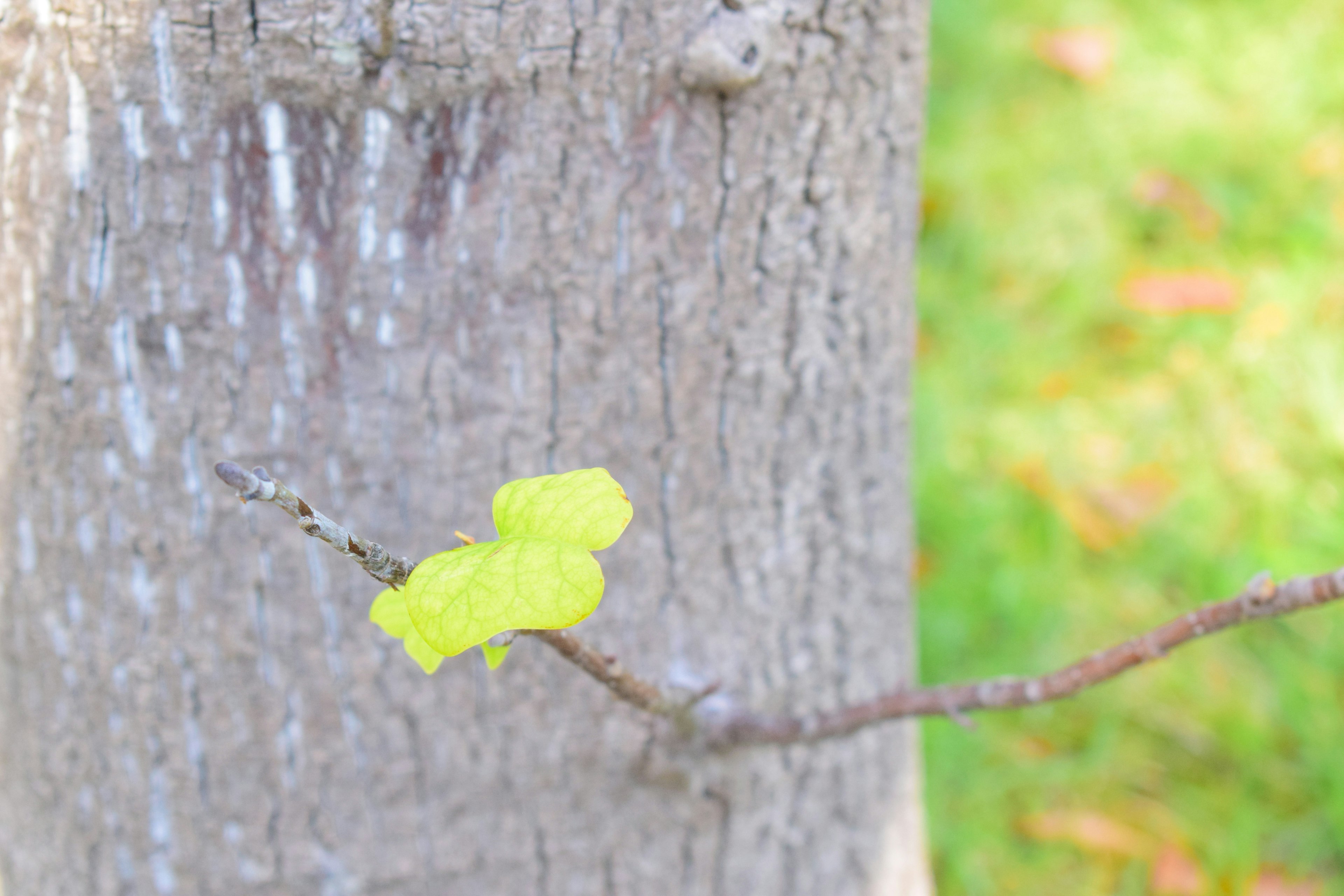 Close-up of a tree trunk with a green leaf