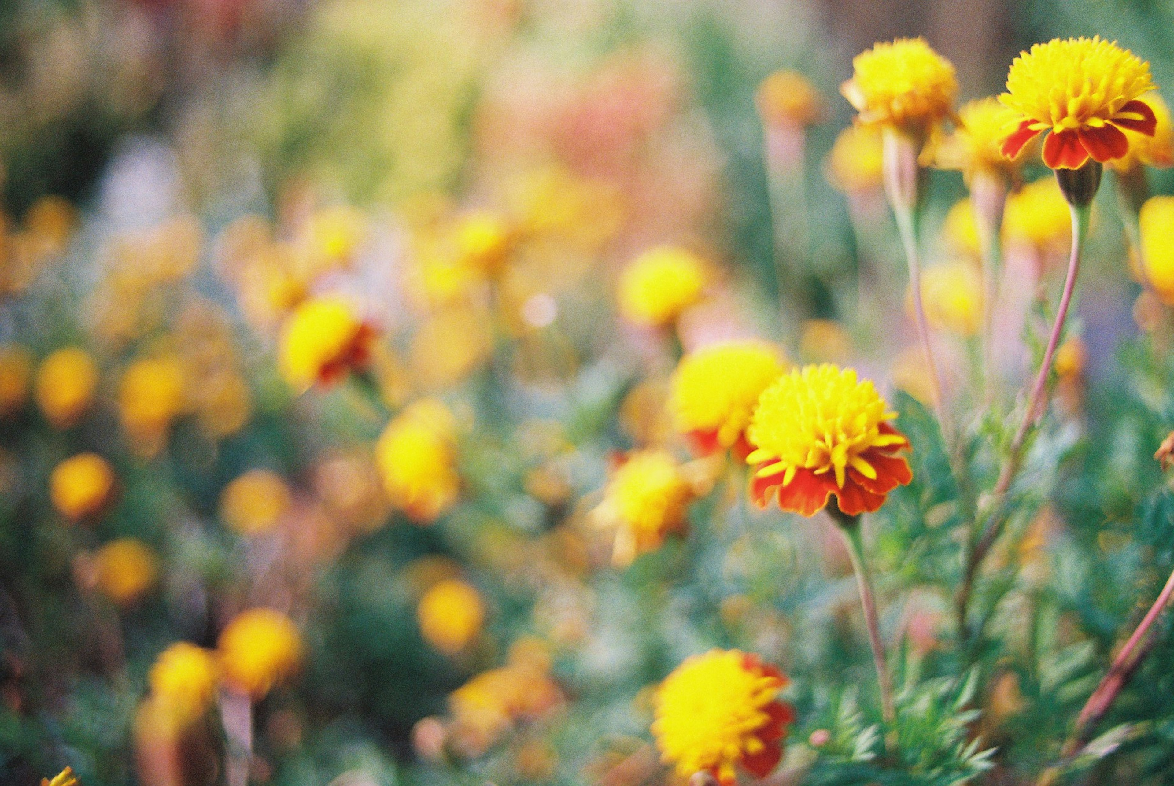 鮮やかな黄色とオレンジのマリーゴールドの花が咲く庭の風景