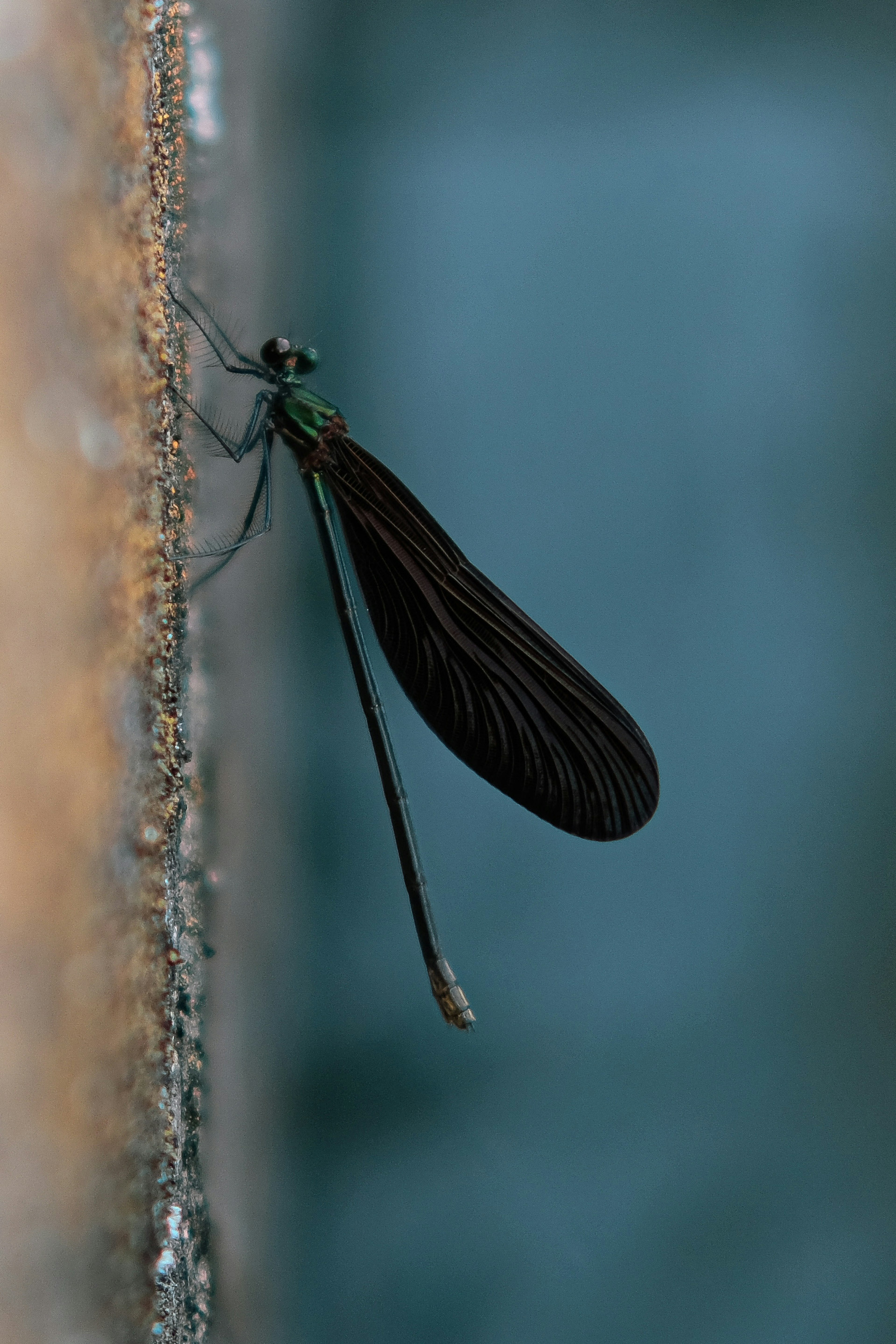 Un insecto de alas negras posado en una pared