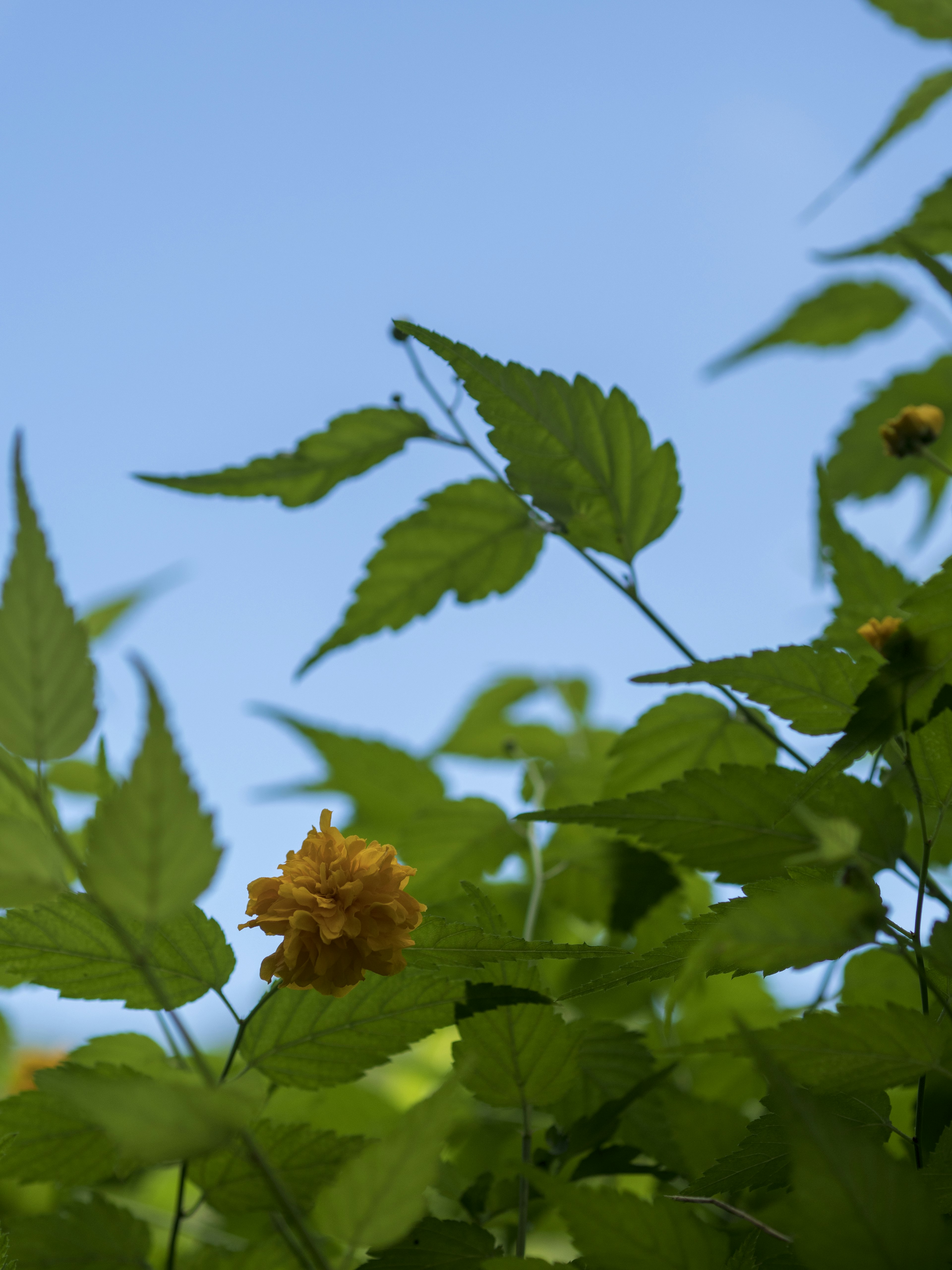 Feuilles vertes vives et une fleur jaune sous un ciel bleu