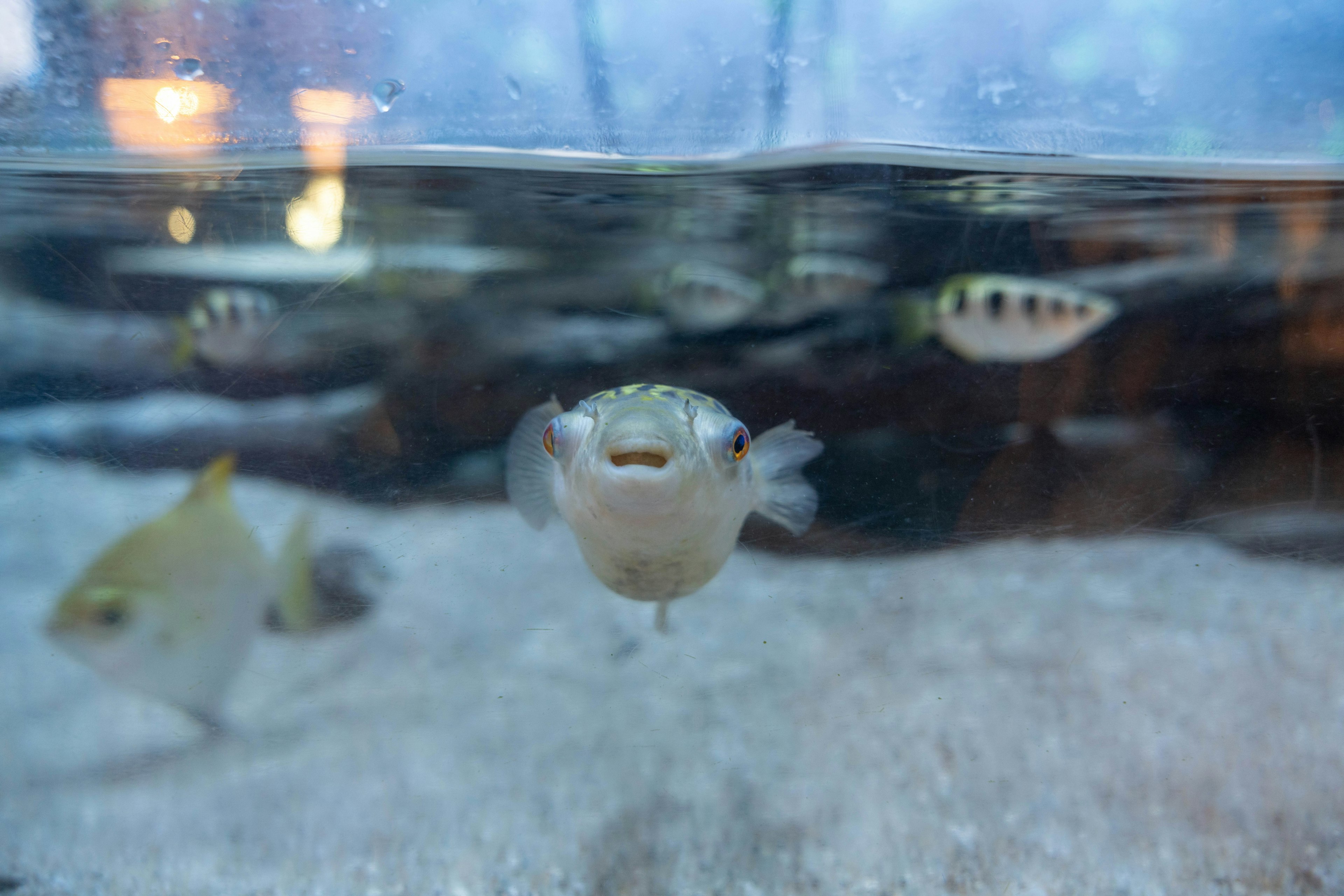 水中游泳的魚類，前景中有一隻微笑的河豚