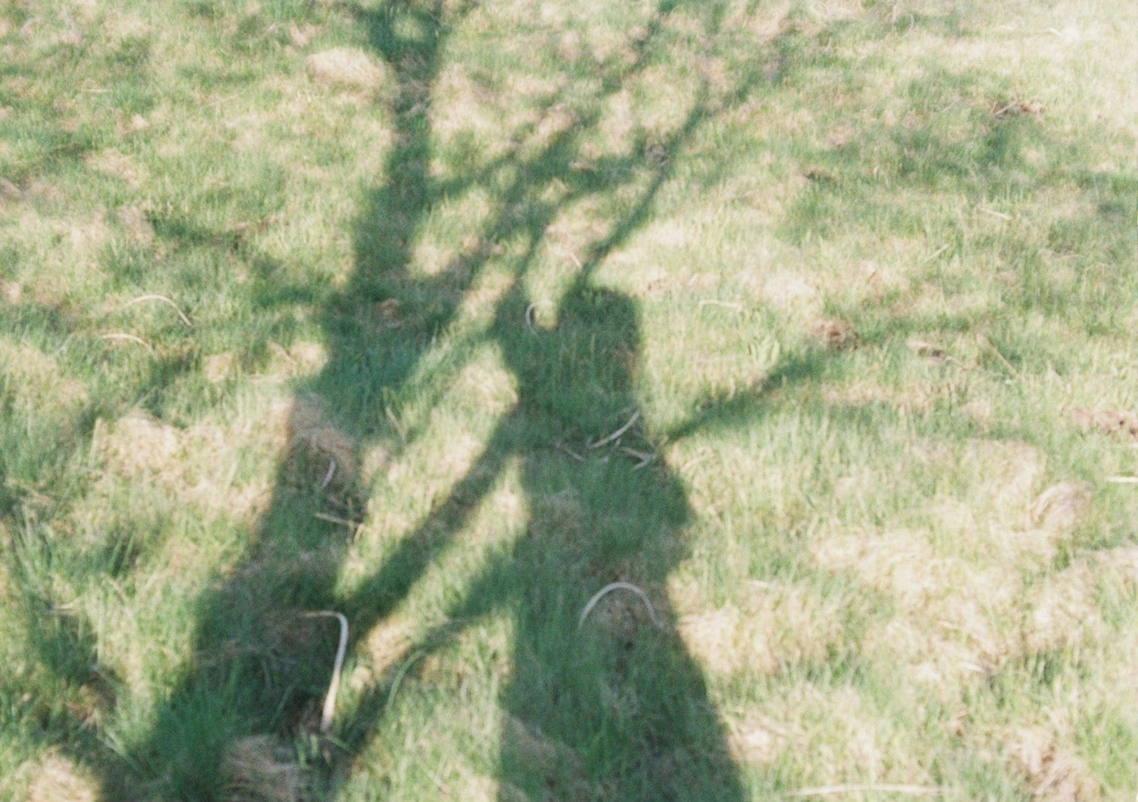 Sombra de un árbol y una persona sobre la hierba