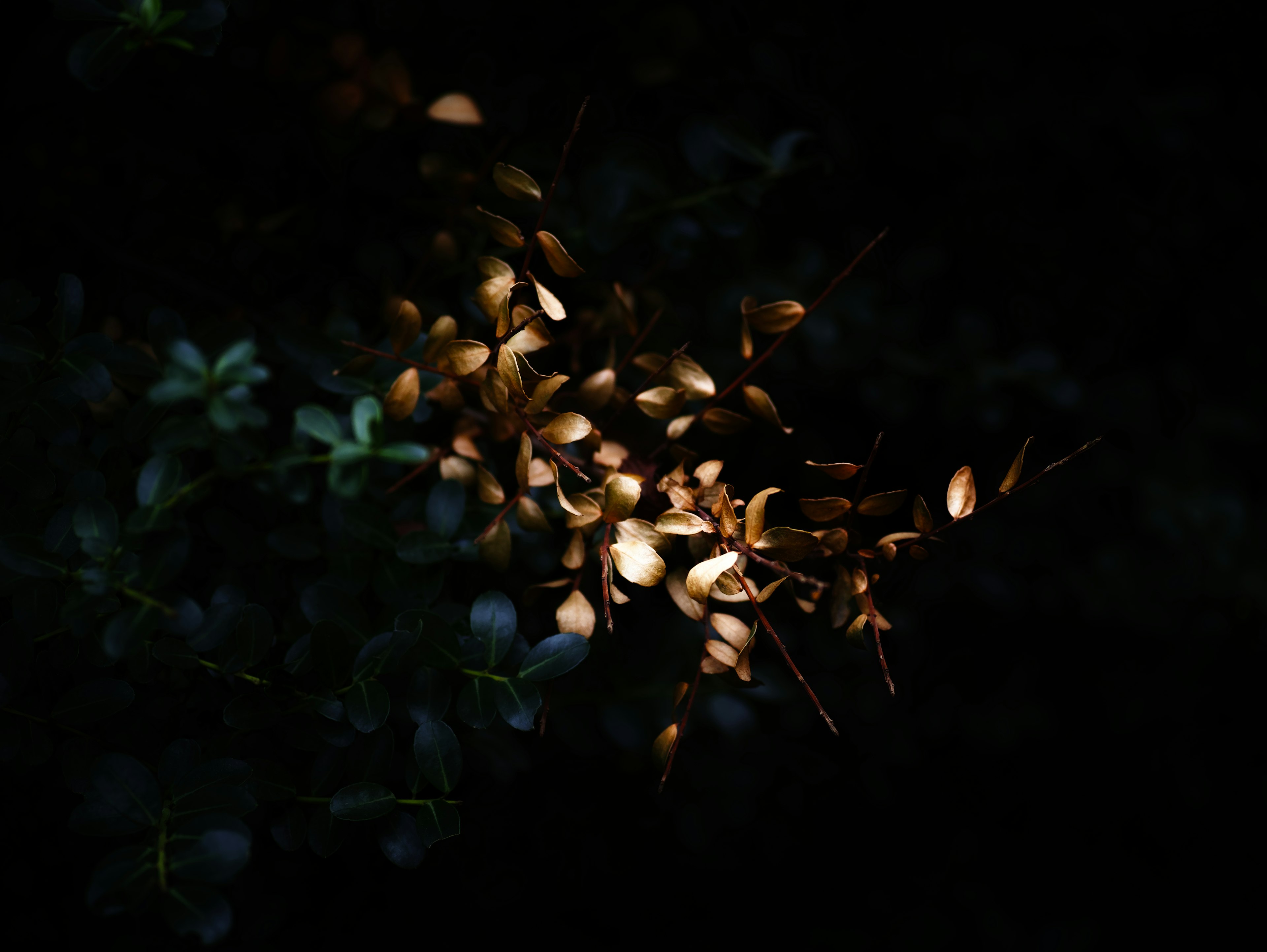 Samen, die Licht auf einem dunklen Hintergrund reflektieren