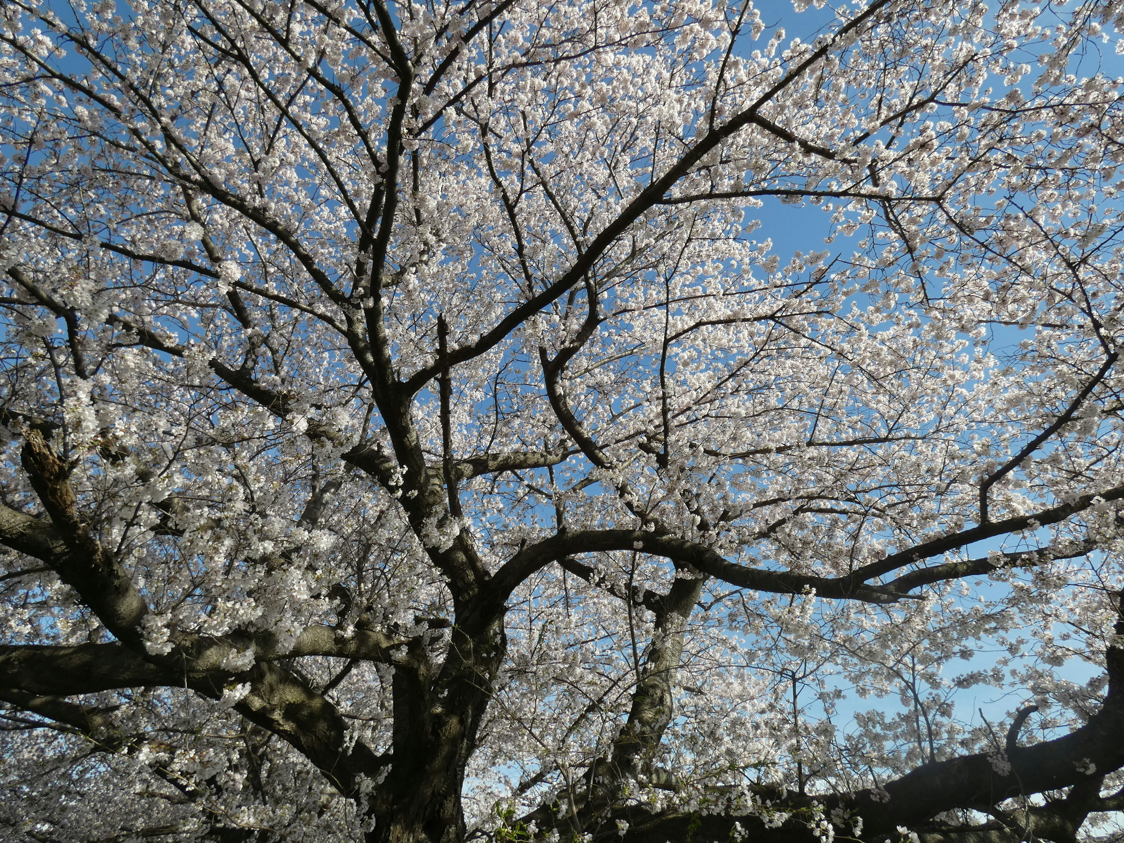 Rami di ciliegio in fiore con fiori bianchi contro un cielo blu