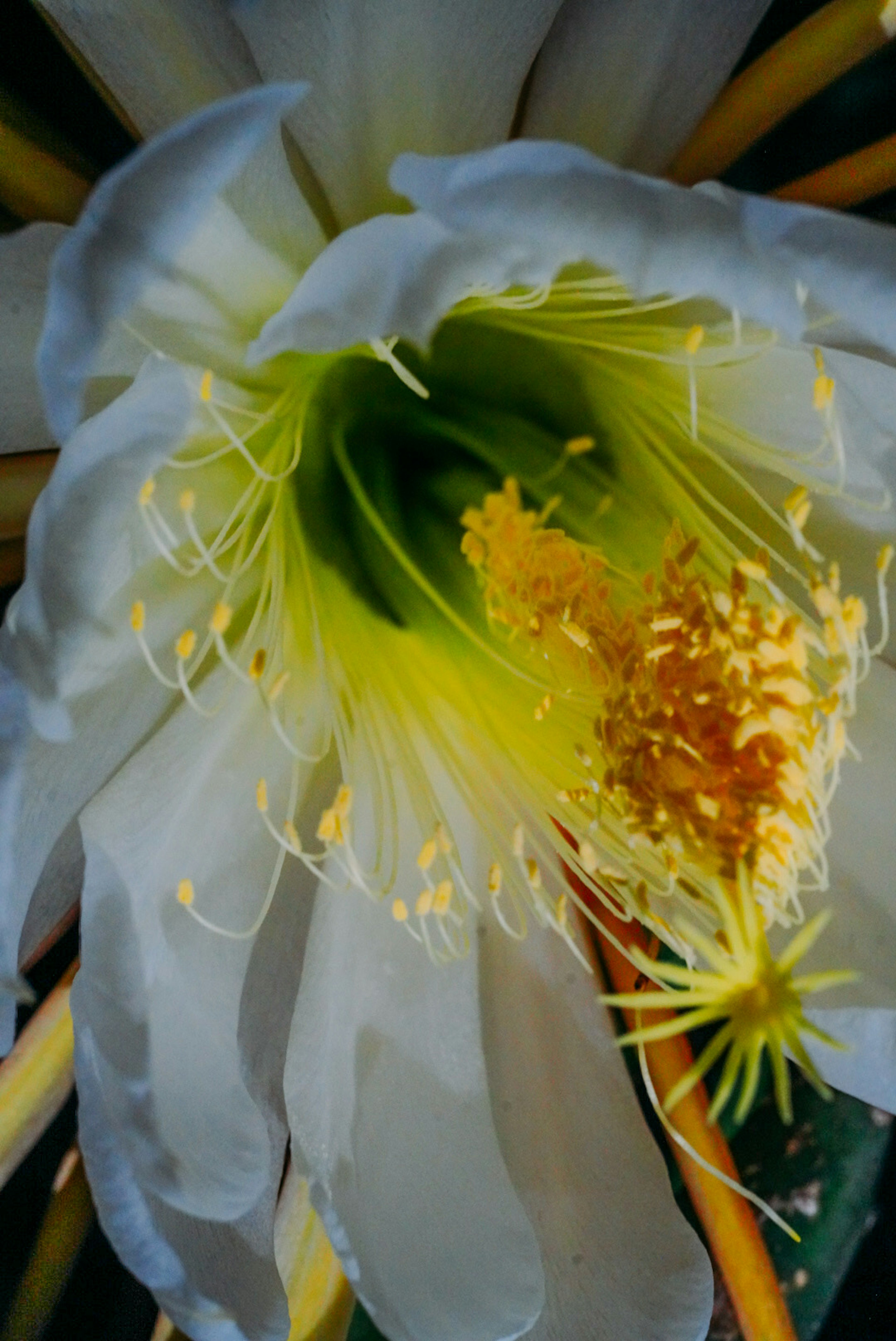 Nahaufnahme einer Kaktusblüte mit weißen Blütenblättern und lebhaftem gelben Zentrum