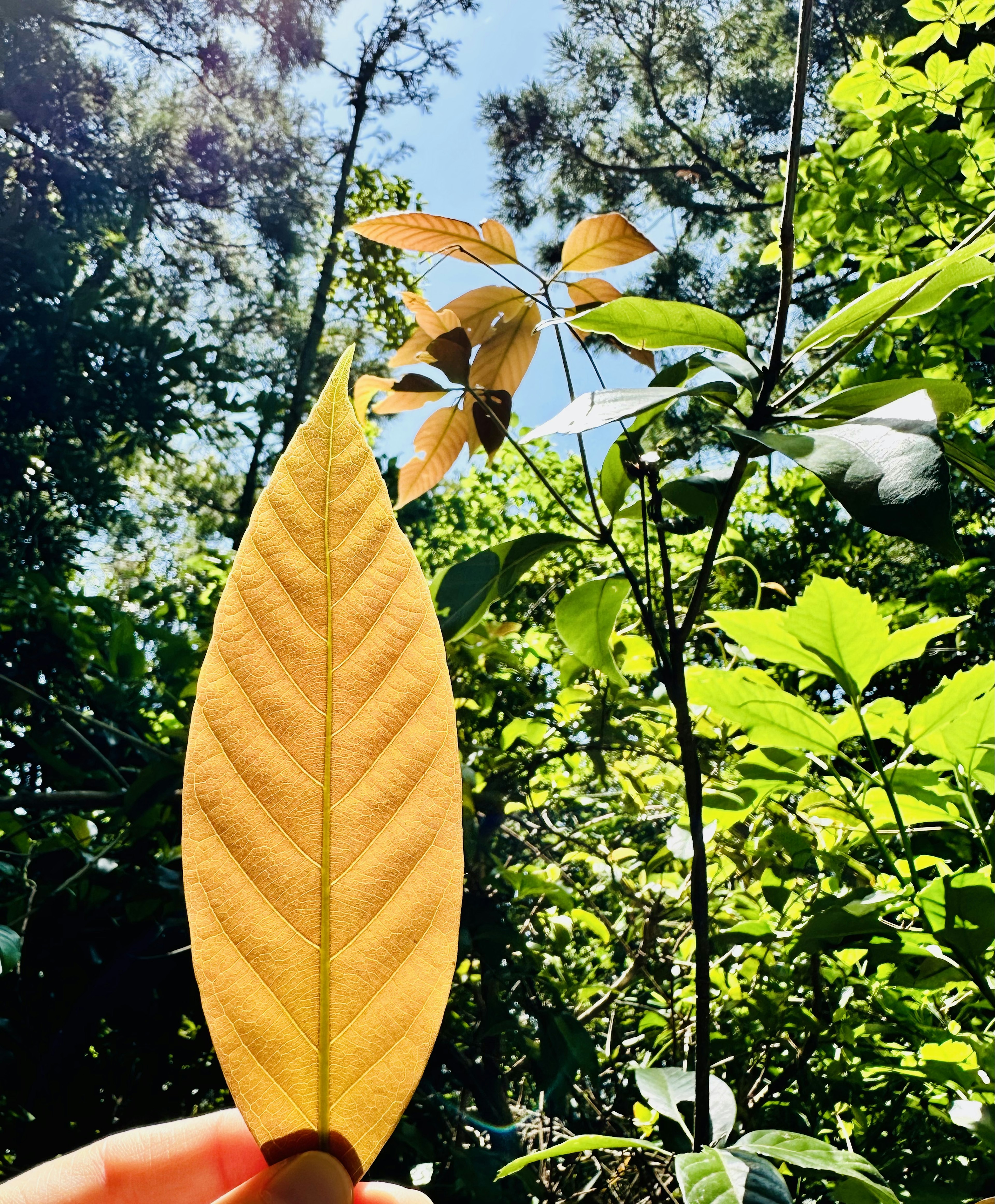 Une grande feuille jaune tenue à la main devant un fond vert vif avec diverses plantes