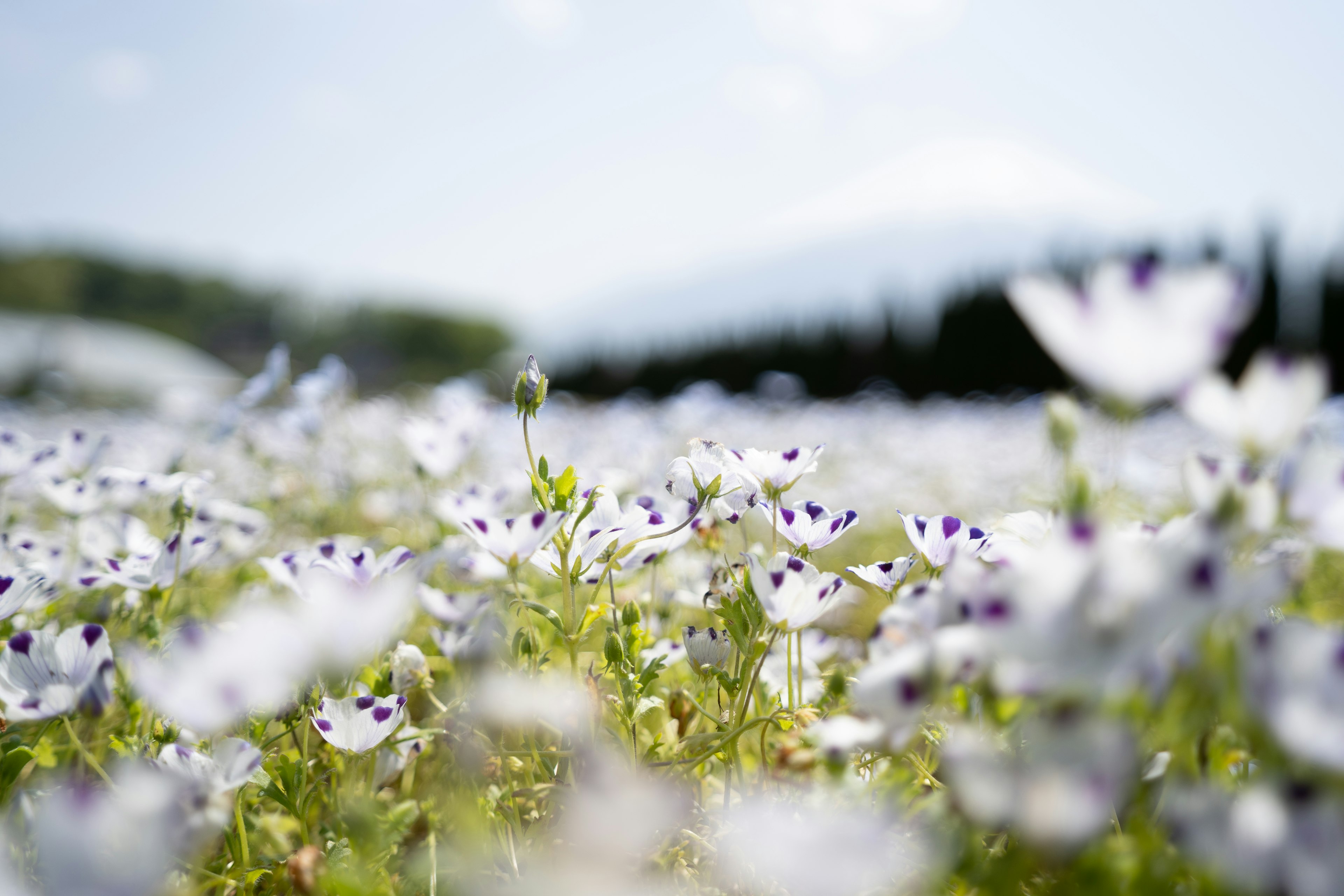 Feld mit weißen Blumen und subtilen lila Akzenten im Hintergrund der Berge