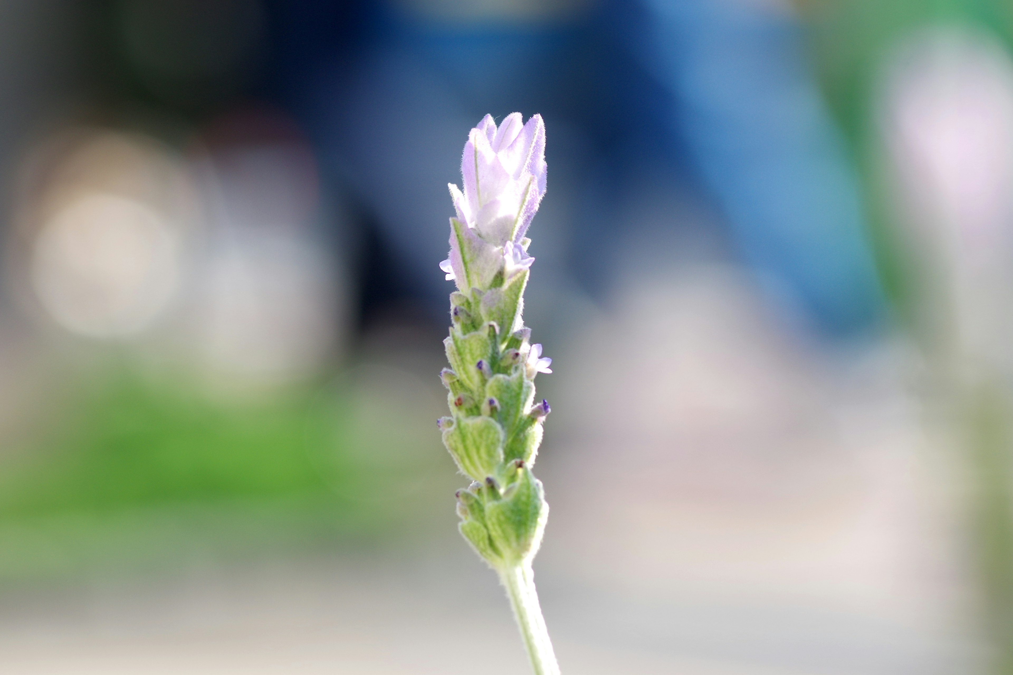 Nahaufnahme einer Lavendelblume mit verschwommenem Hintergrund