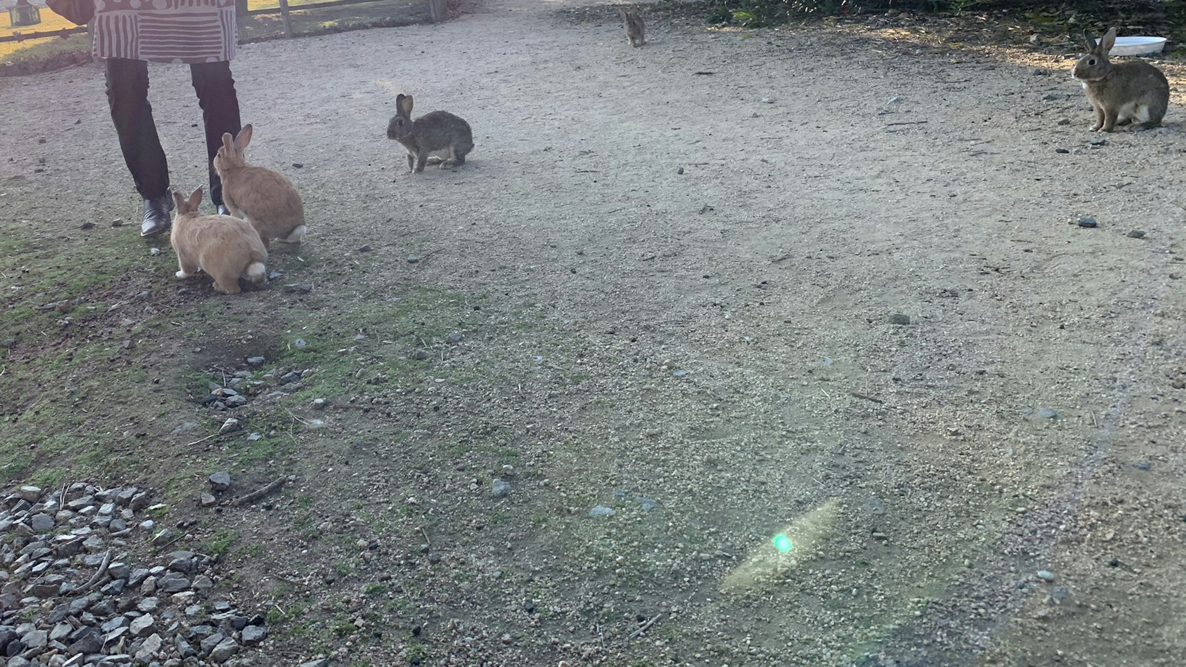 Several rabbits playing on gray ground with a person's legs visible