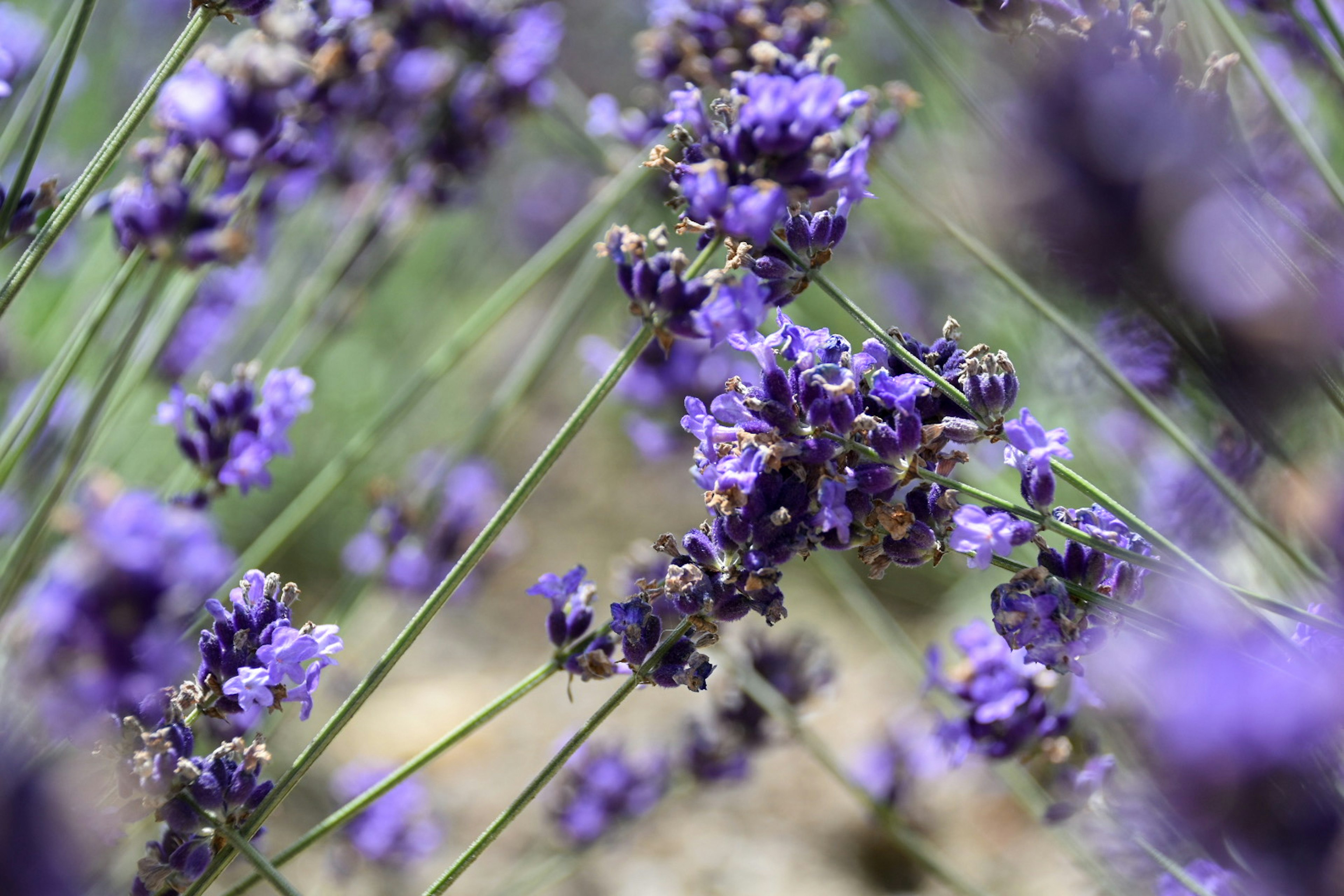 Primer plano de flores de lavanda en flor en tonos de púrpura