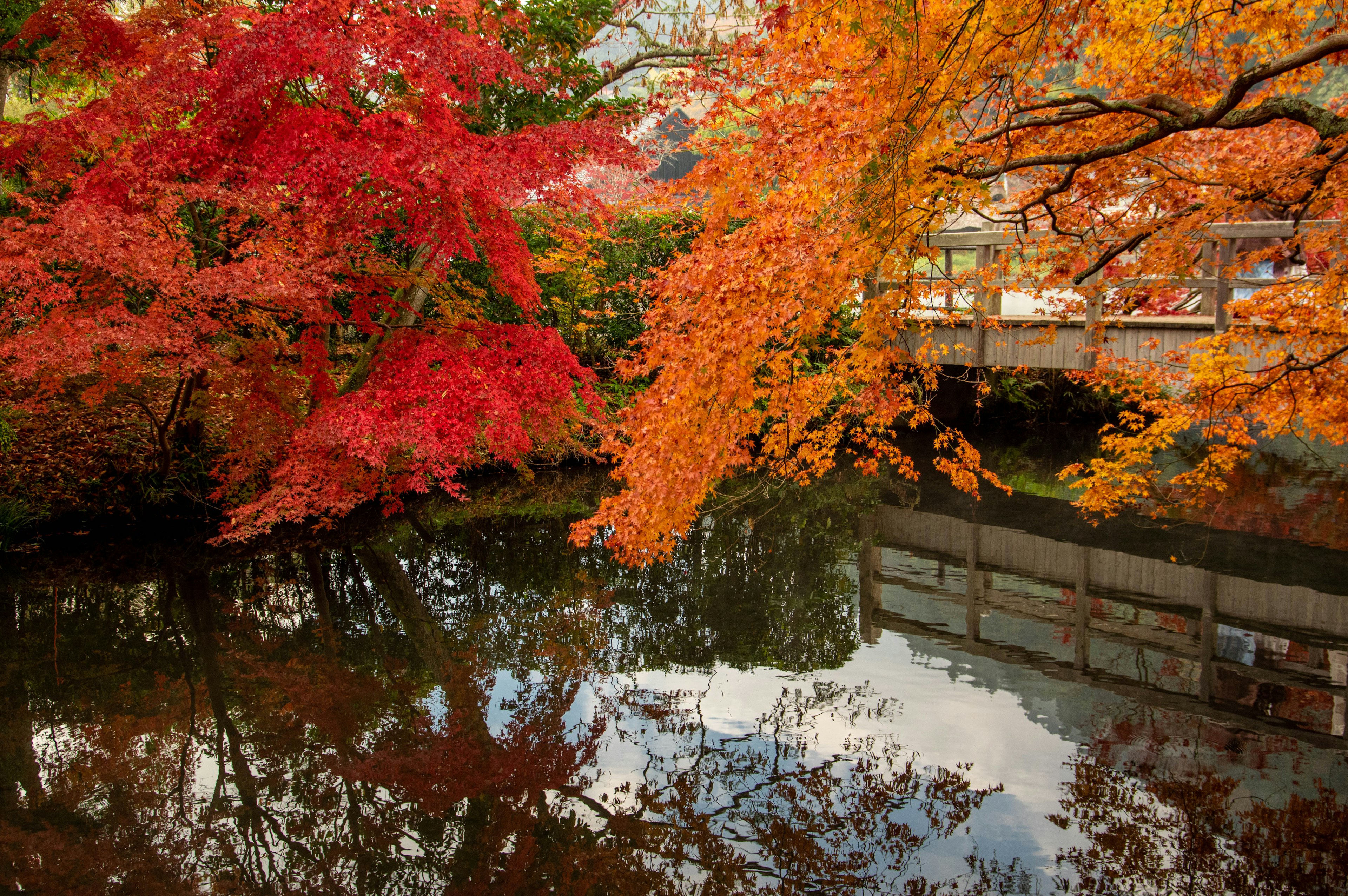 Ruhiger Teich, der die herbstlichen Blätter in lebhaftem Rot und Orange spiegelt