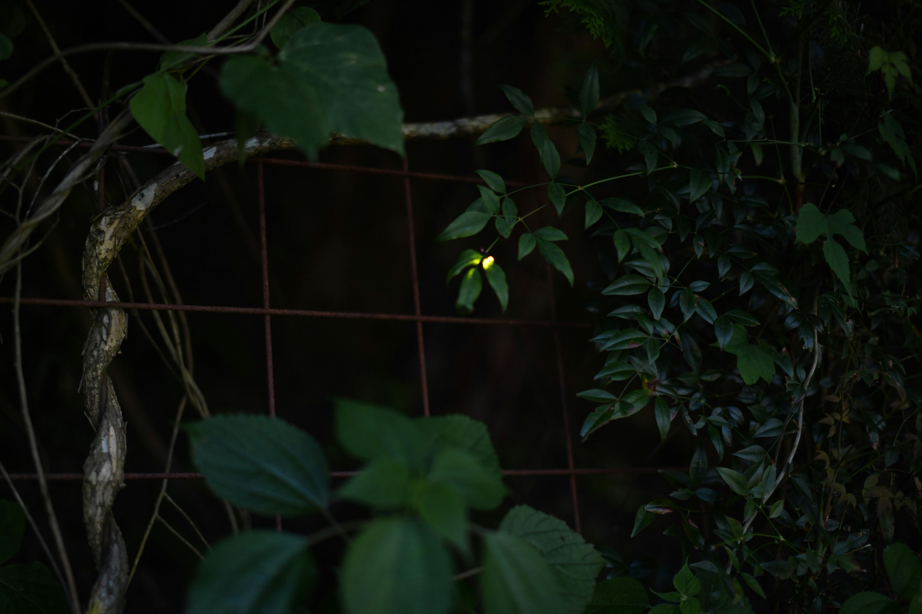 Glowing insect in dark background with green leaves