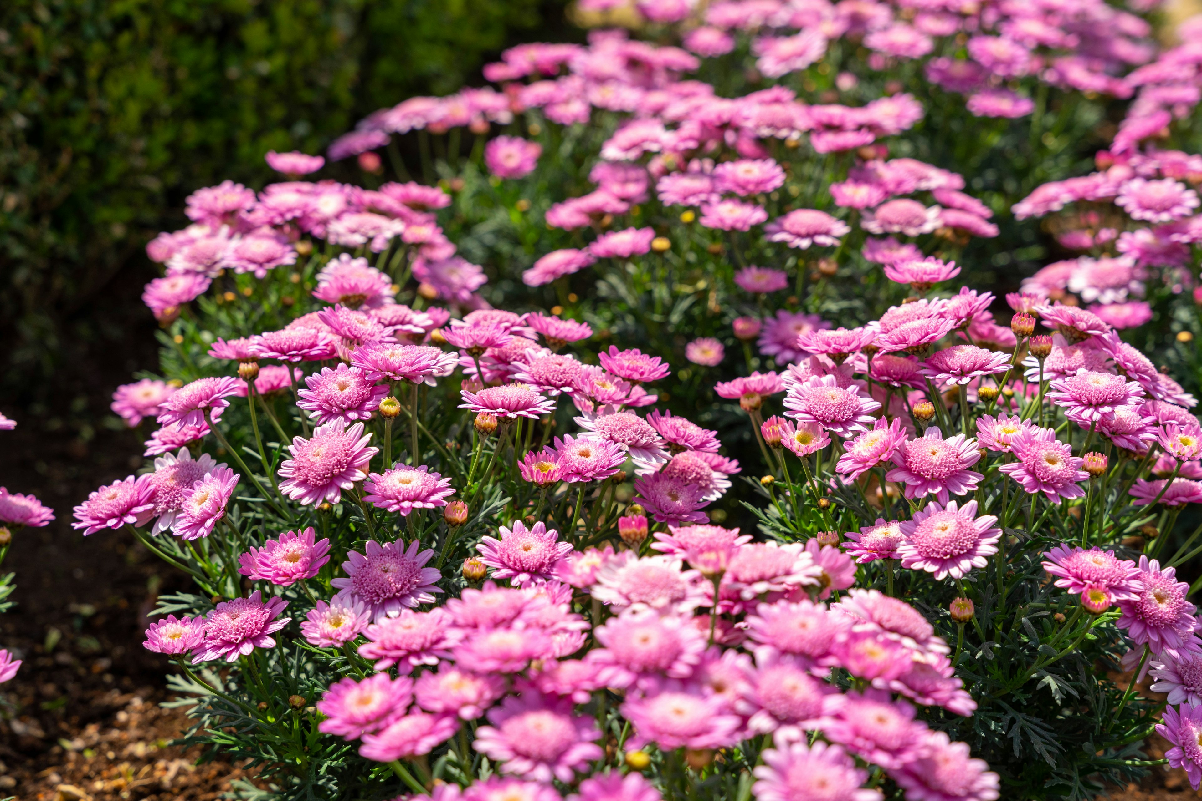 Bunga pink cerah mekar di taman