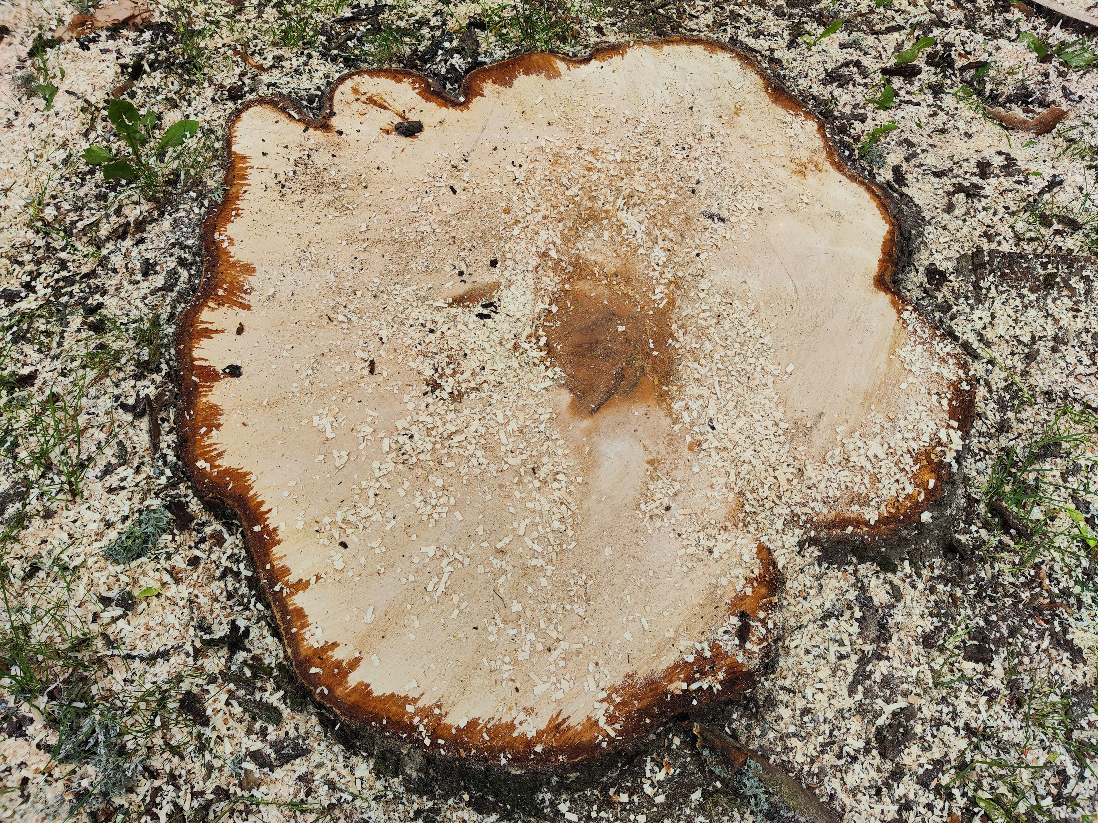 Sección transversal de un tocón de árbol que muestra anillos de crecimiento distintos