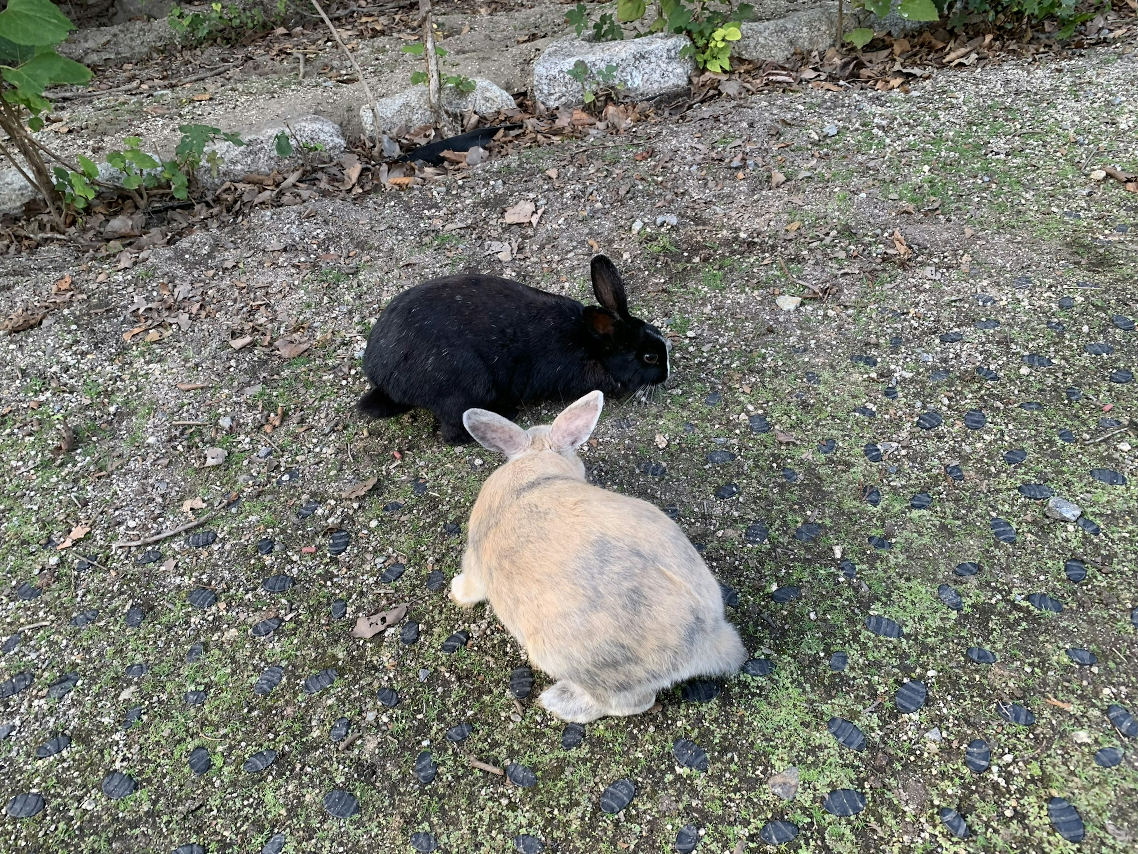 Un conejo negro y un conejo blanco en el suelo