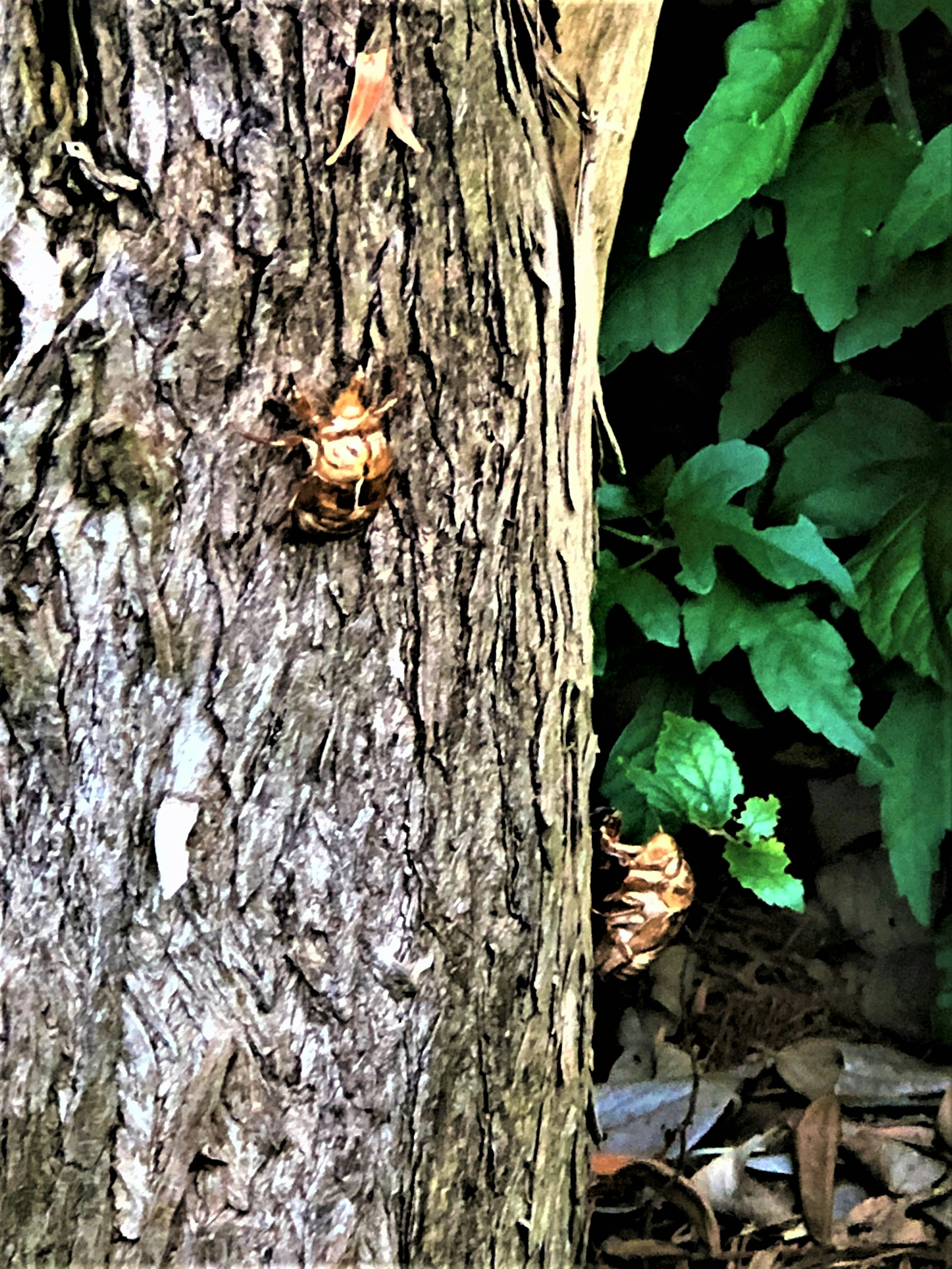 Caparazones de cigarras adheridos a un tronco de árbol con hojas verdes al fondo