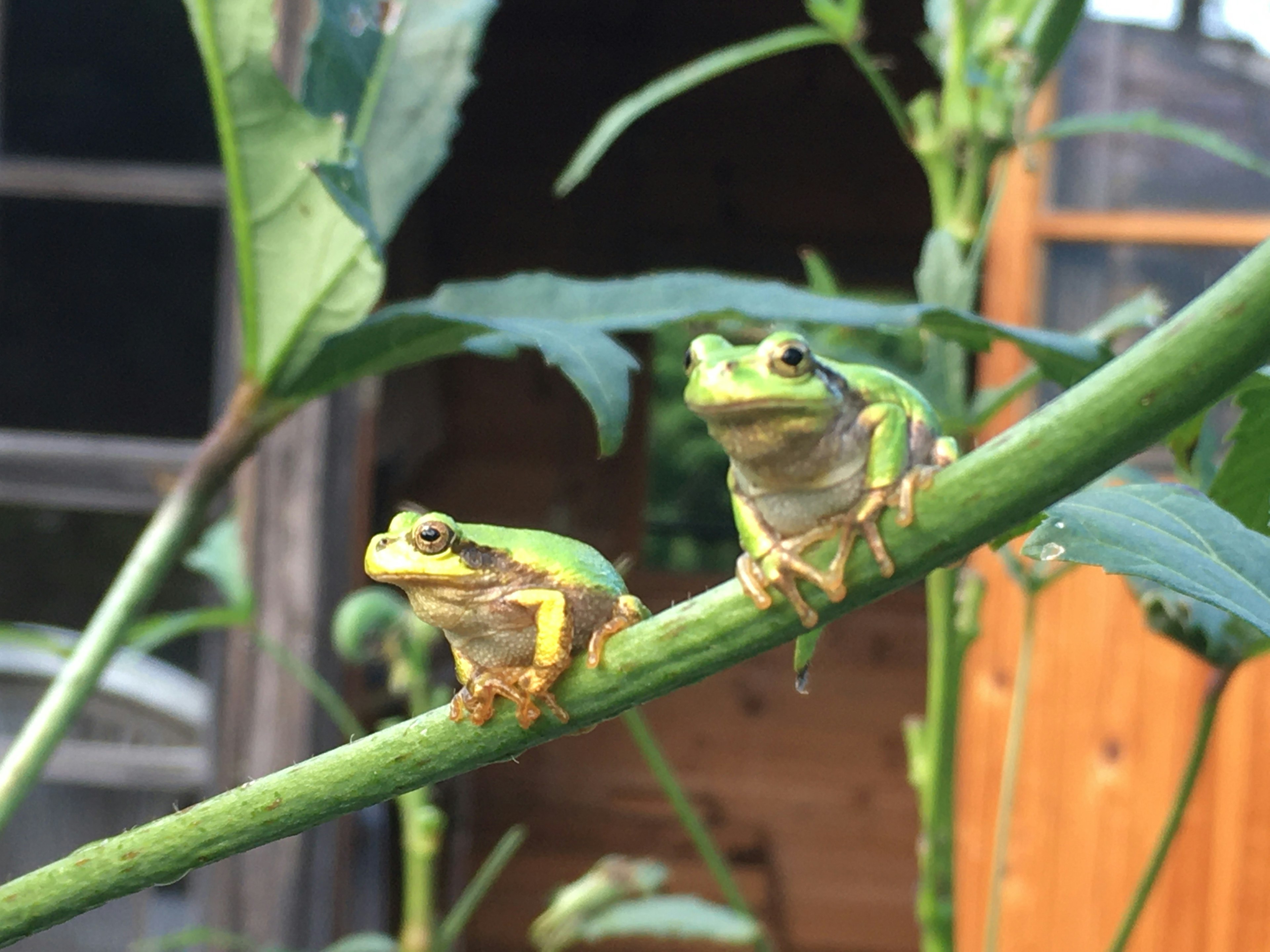 Two frogs perched on a green branch in a natural setting