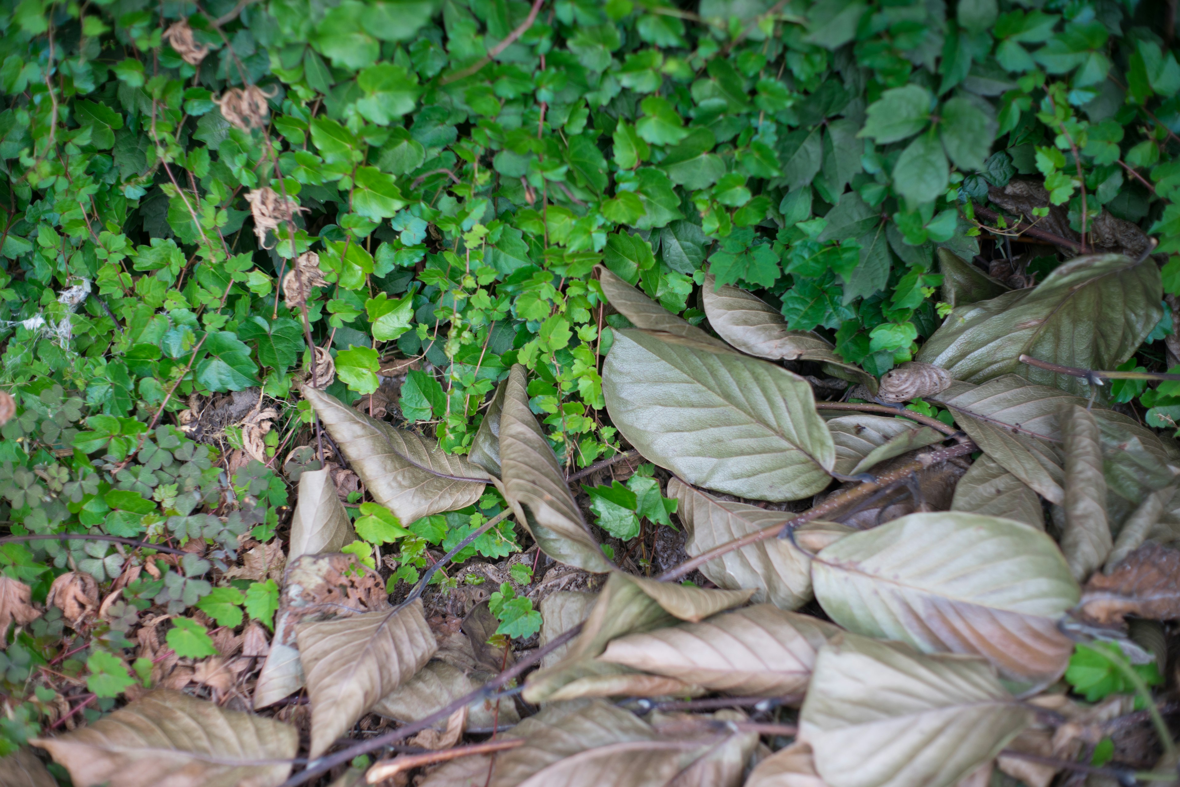 Gros plan de feuillage vert mélangé avec des feuilles sèches au sol