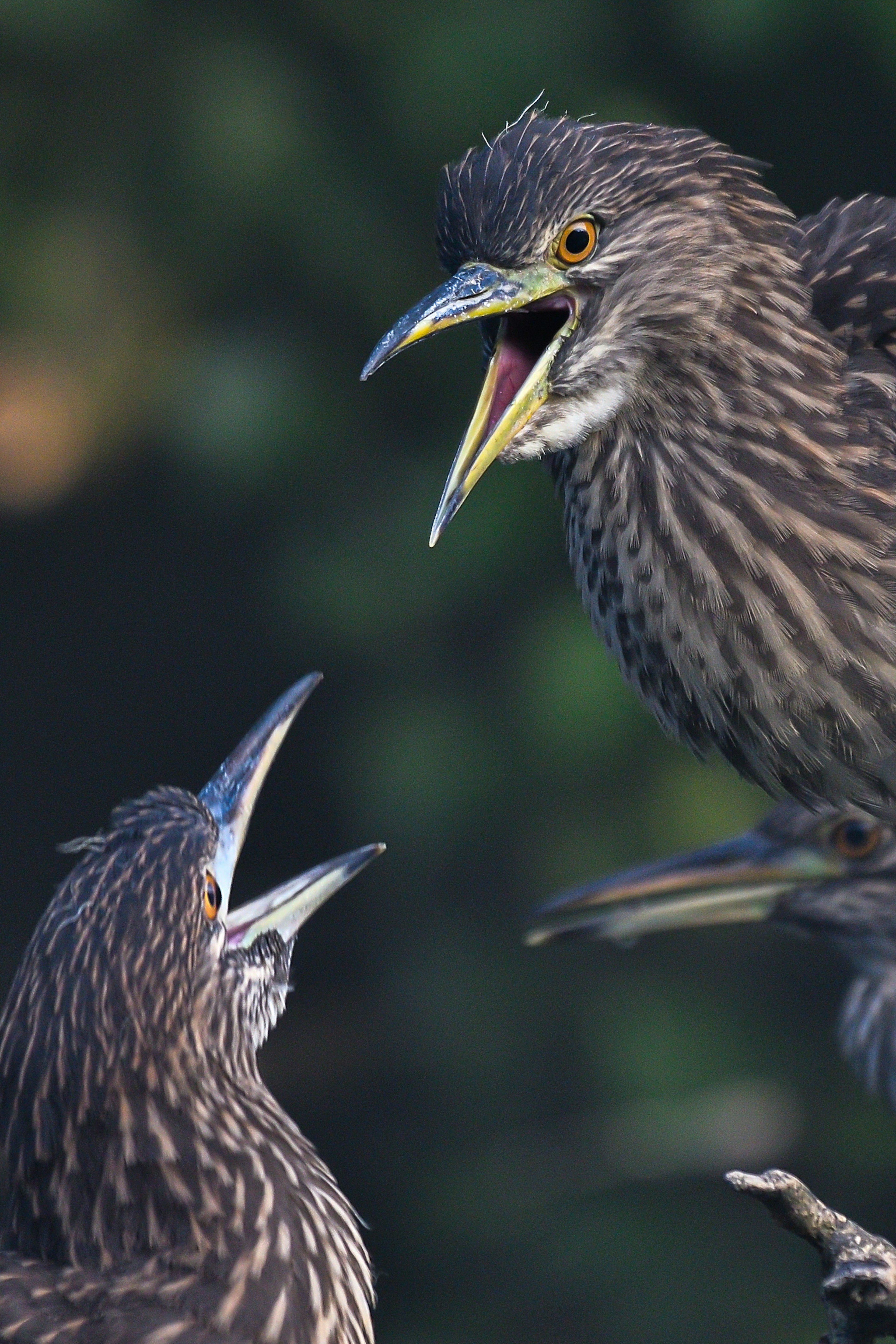 Zwei junge Vögel, die mit geöffneten Schnäbeln interagieren