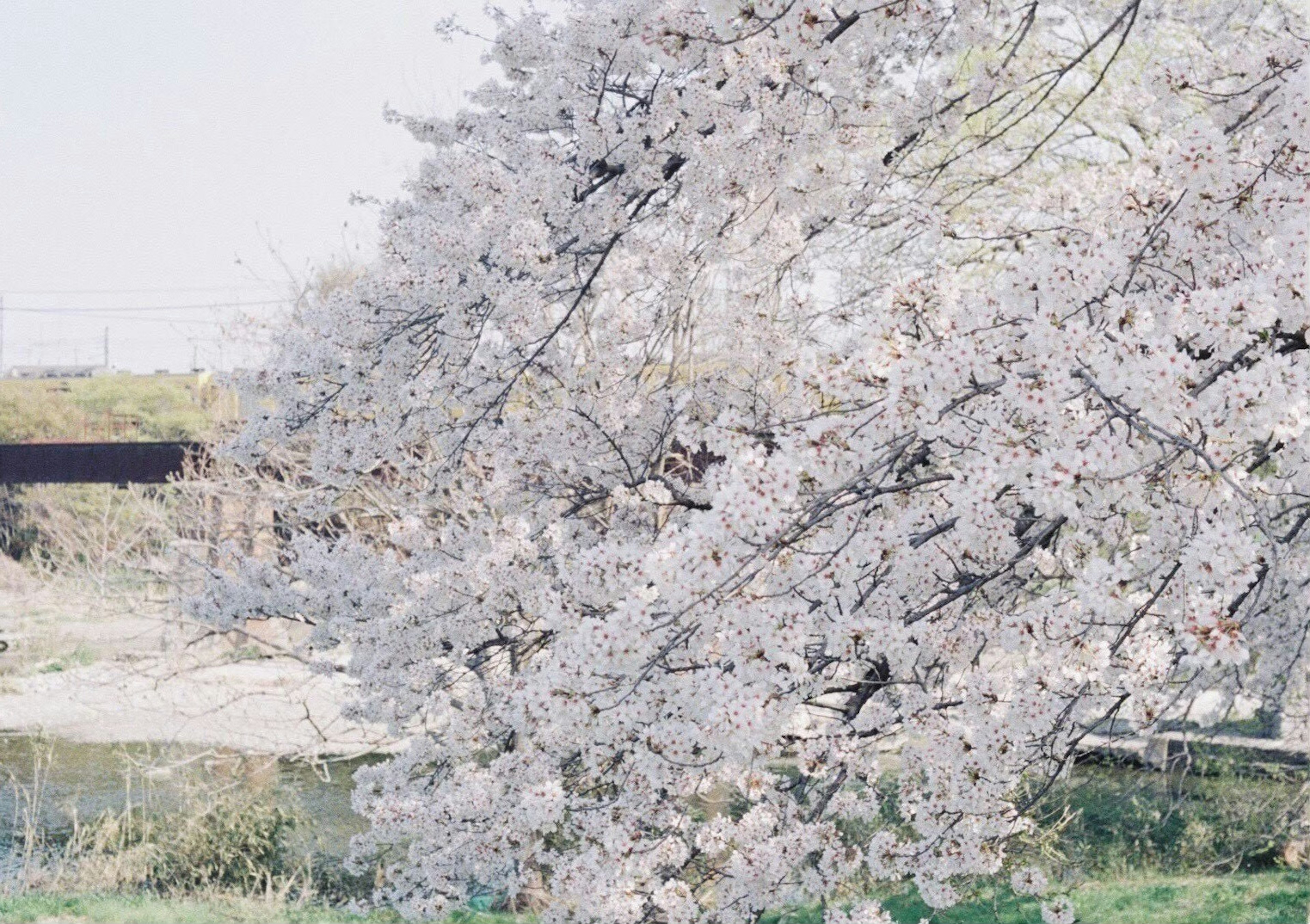 河边樱花树的风景