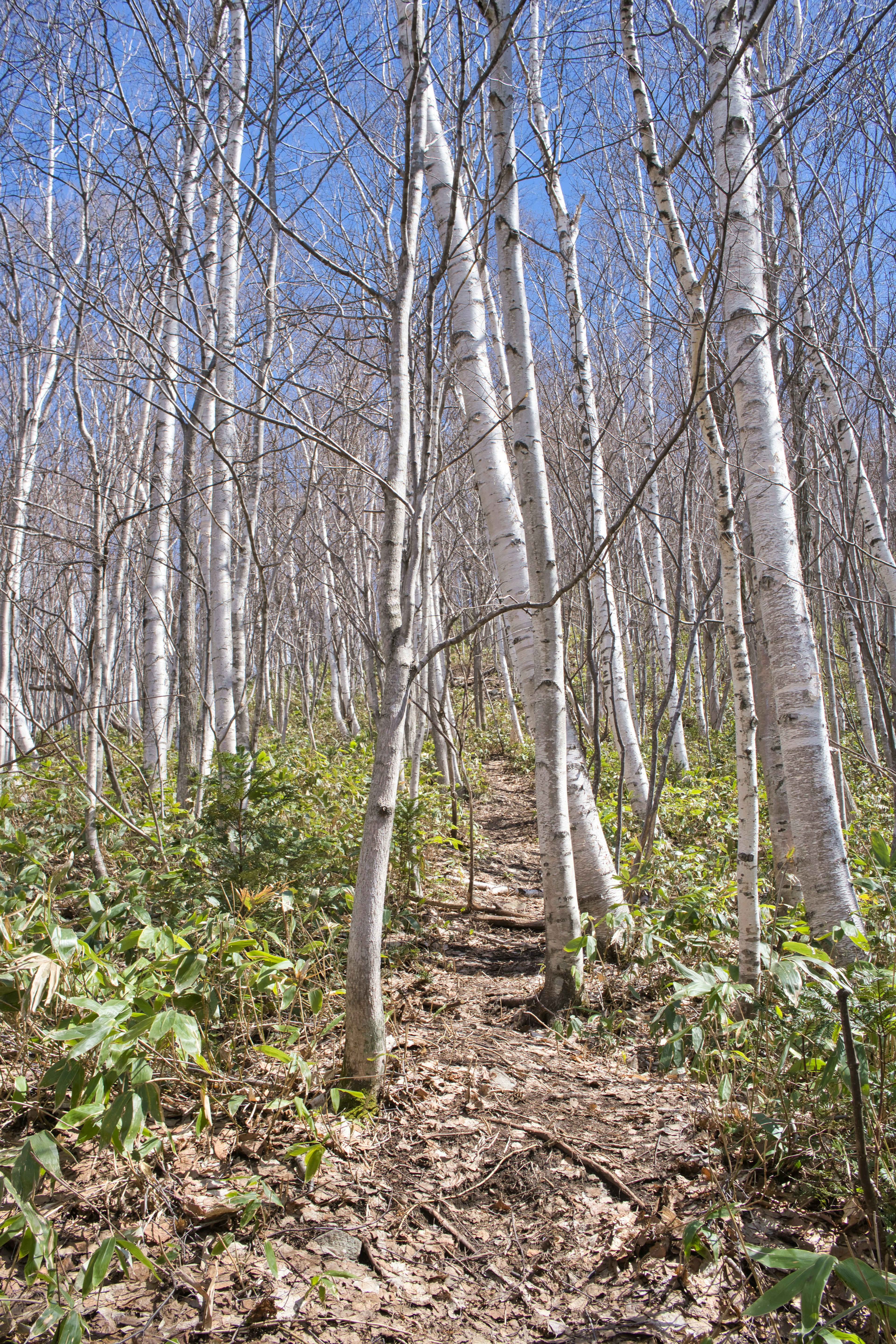 Pathway through a birch tree forest under a clear blue sky