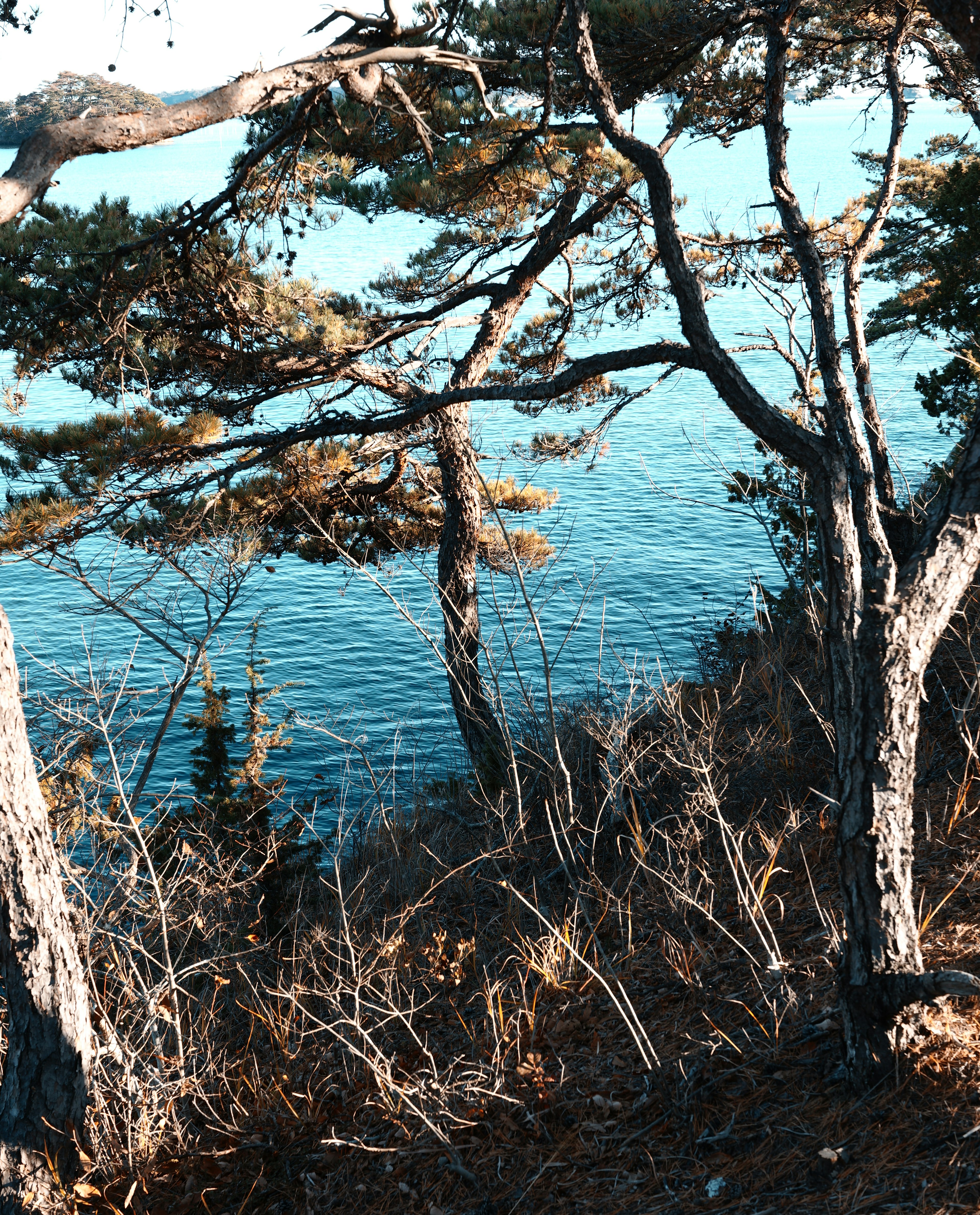 青い水面を背景にした木々の景色