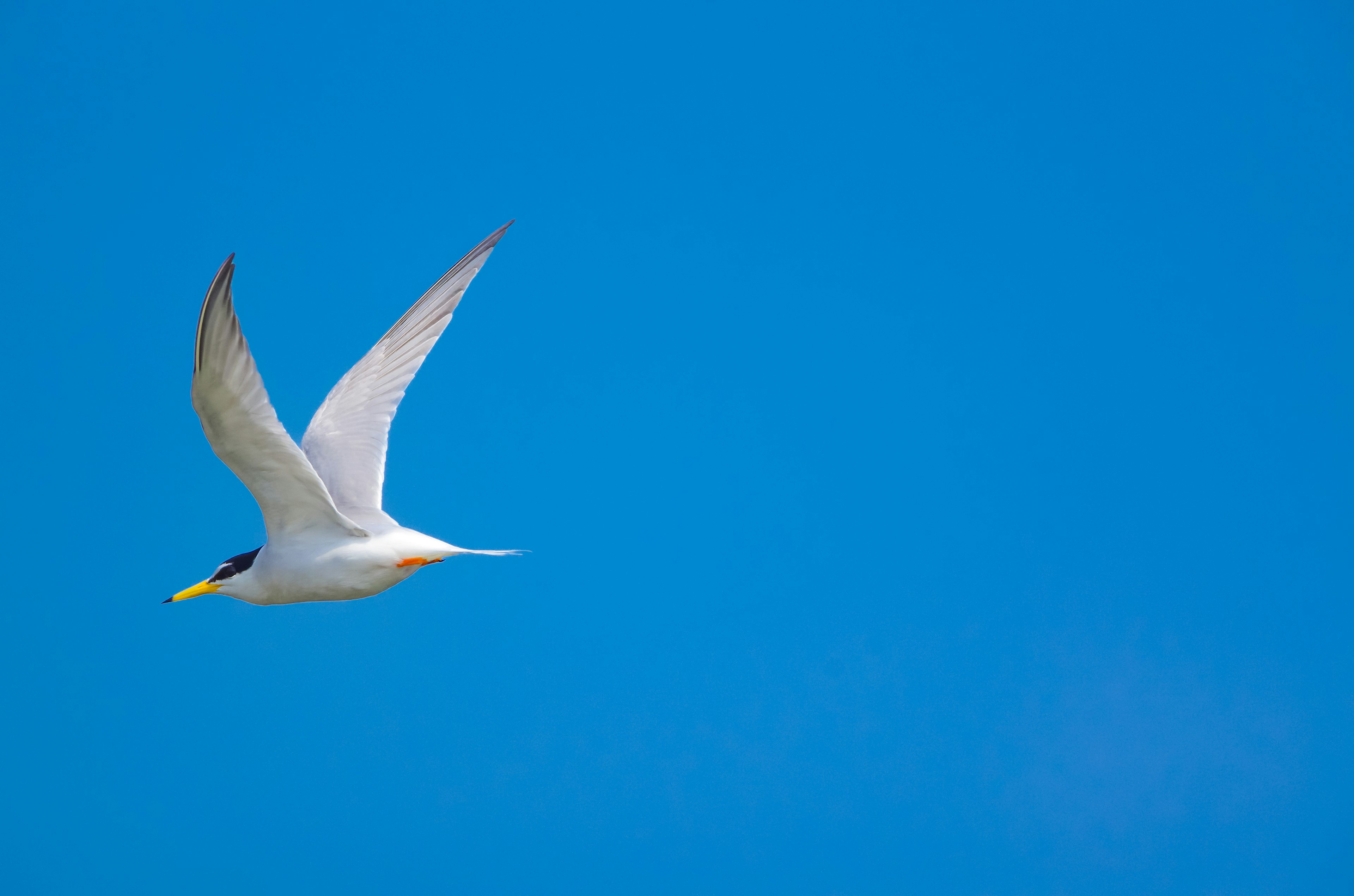 Un uccello bianco vivace che vola contro un cielo blu