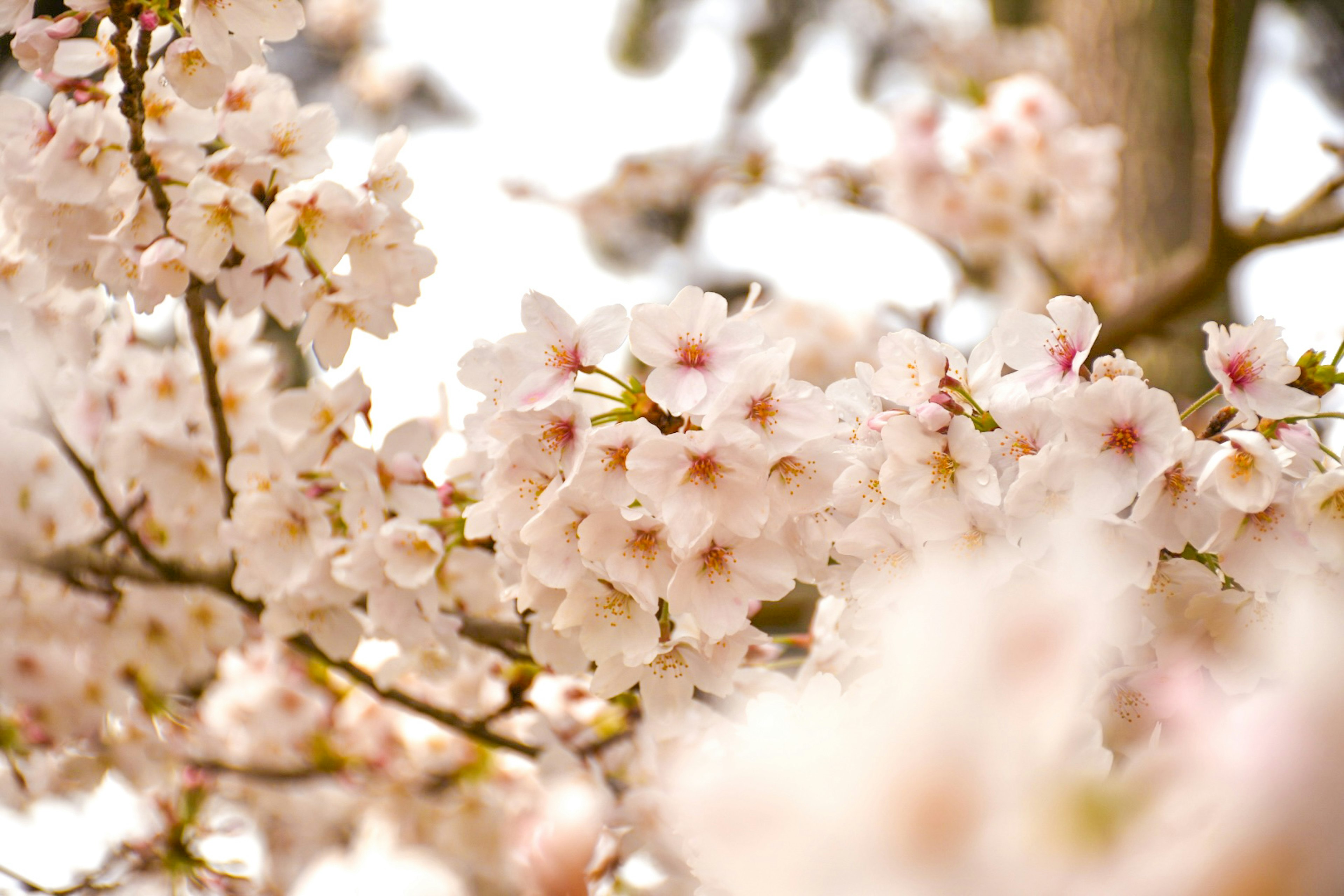 桜の花が咲いている枝のクローズアップ