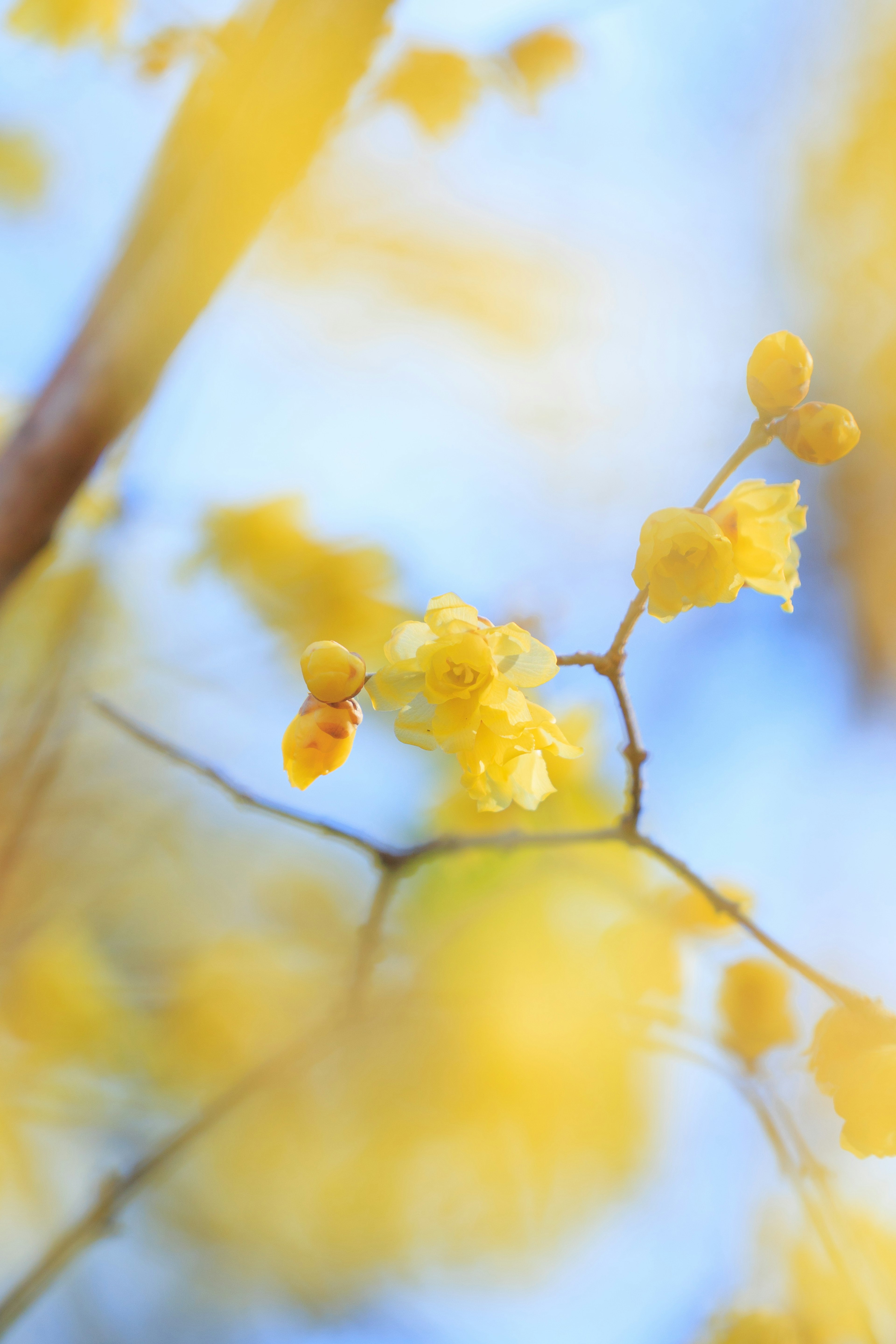 Immagine di fiori gialli con un'ape e uno sfondo morbido