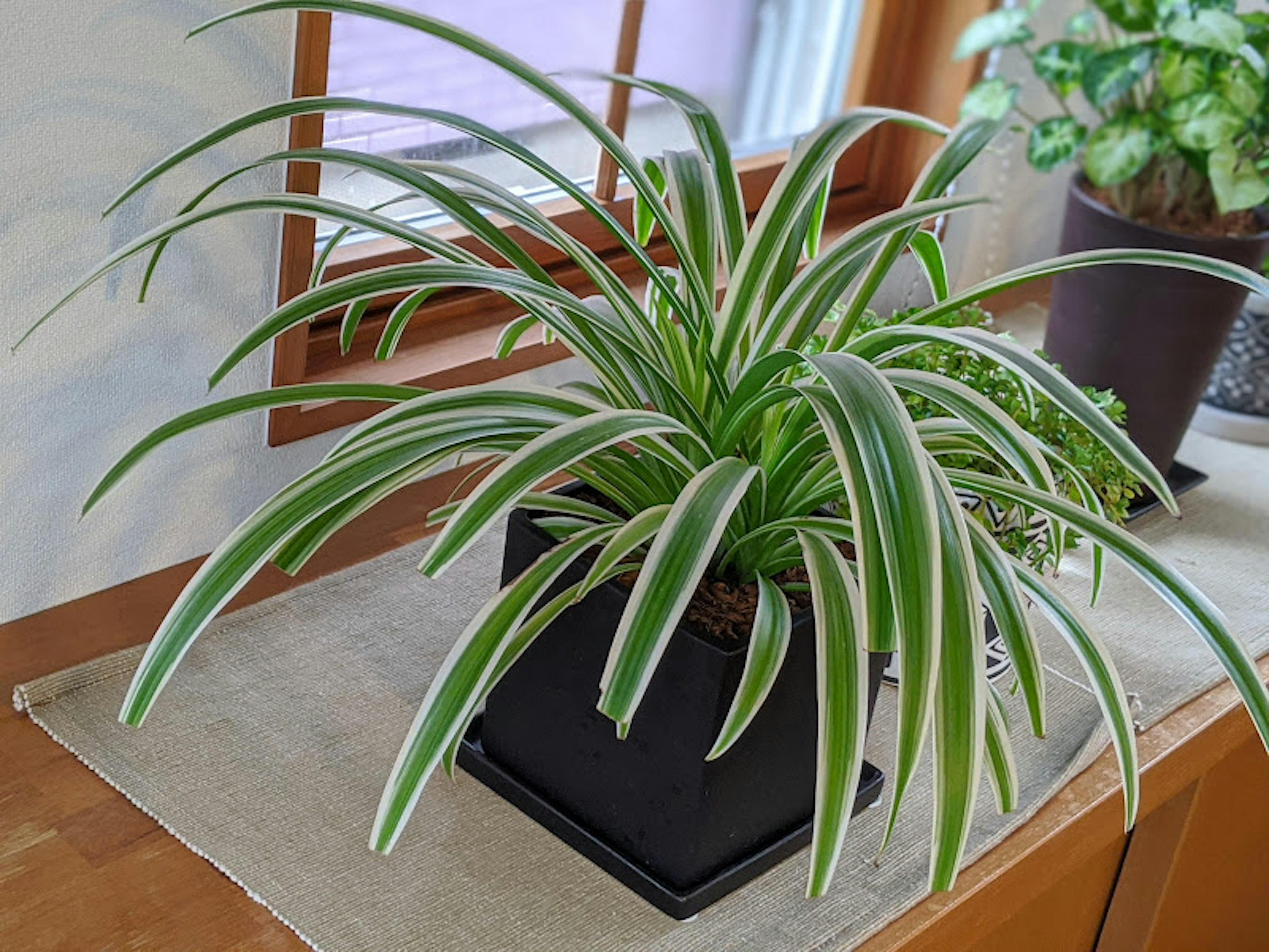 Une plante d'intérieur avec des feuilles rayées vertes et blanches dans un pot noir