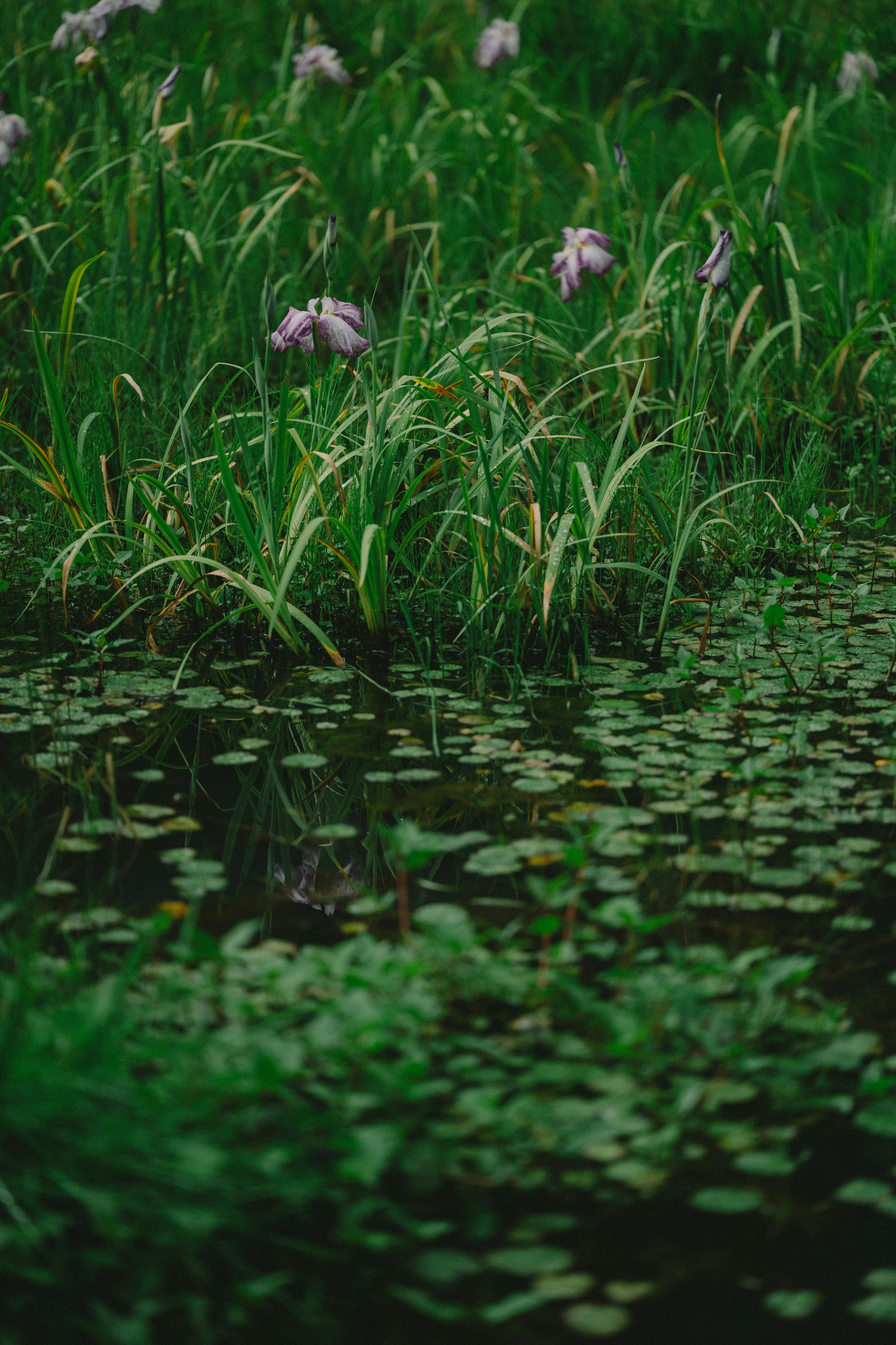 Una scena tranquilla di erba verde e foglie di ninfea con fiori viola in fiore