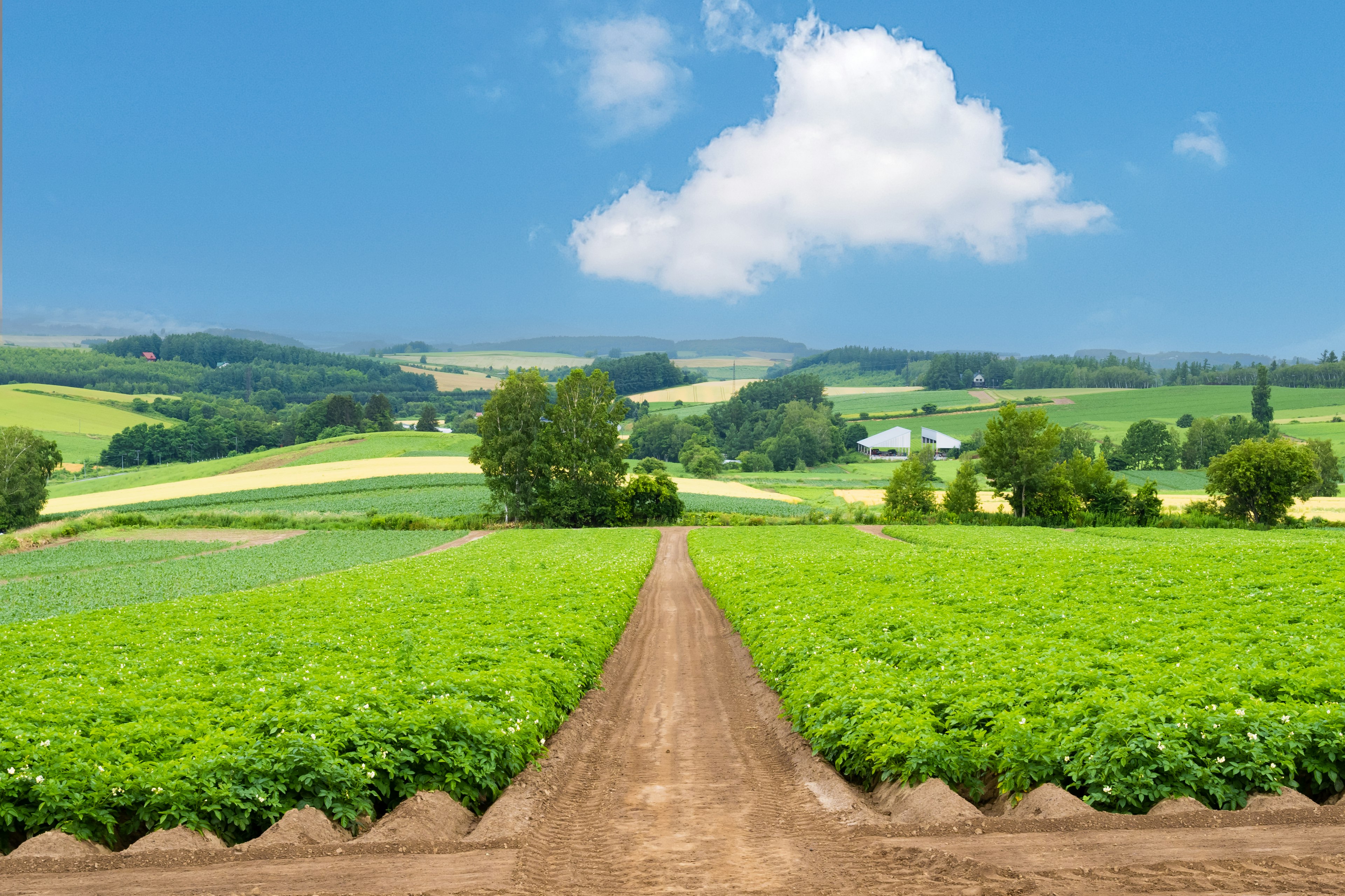 Lush green farmland under a blue sky with a central dirt path