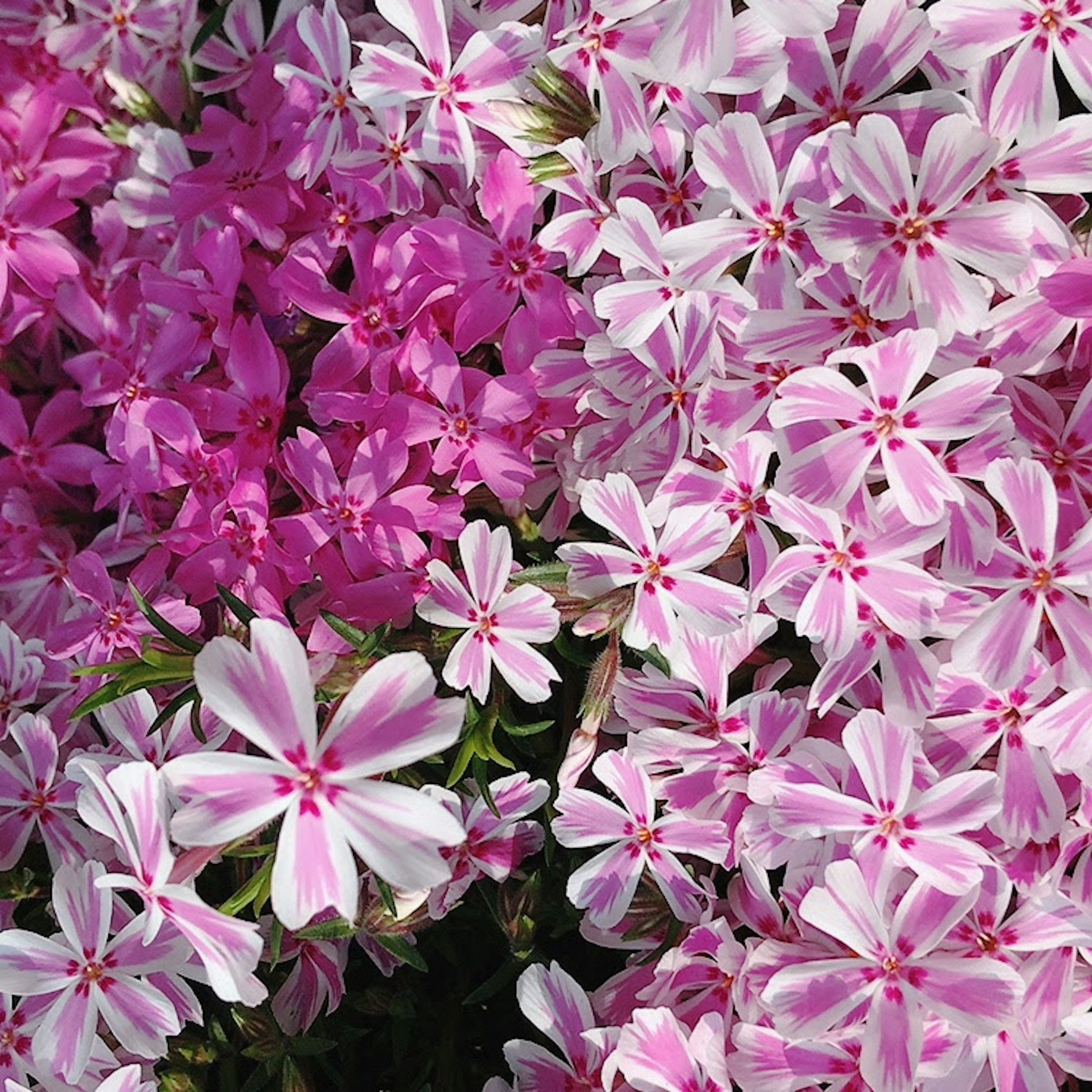 Vibrant pink flowers in full bloom with delicate petals