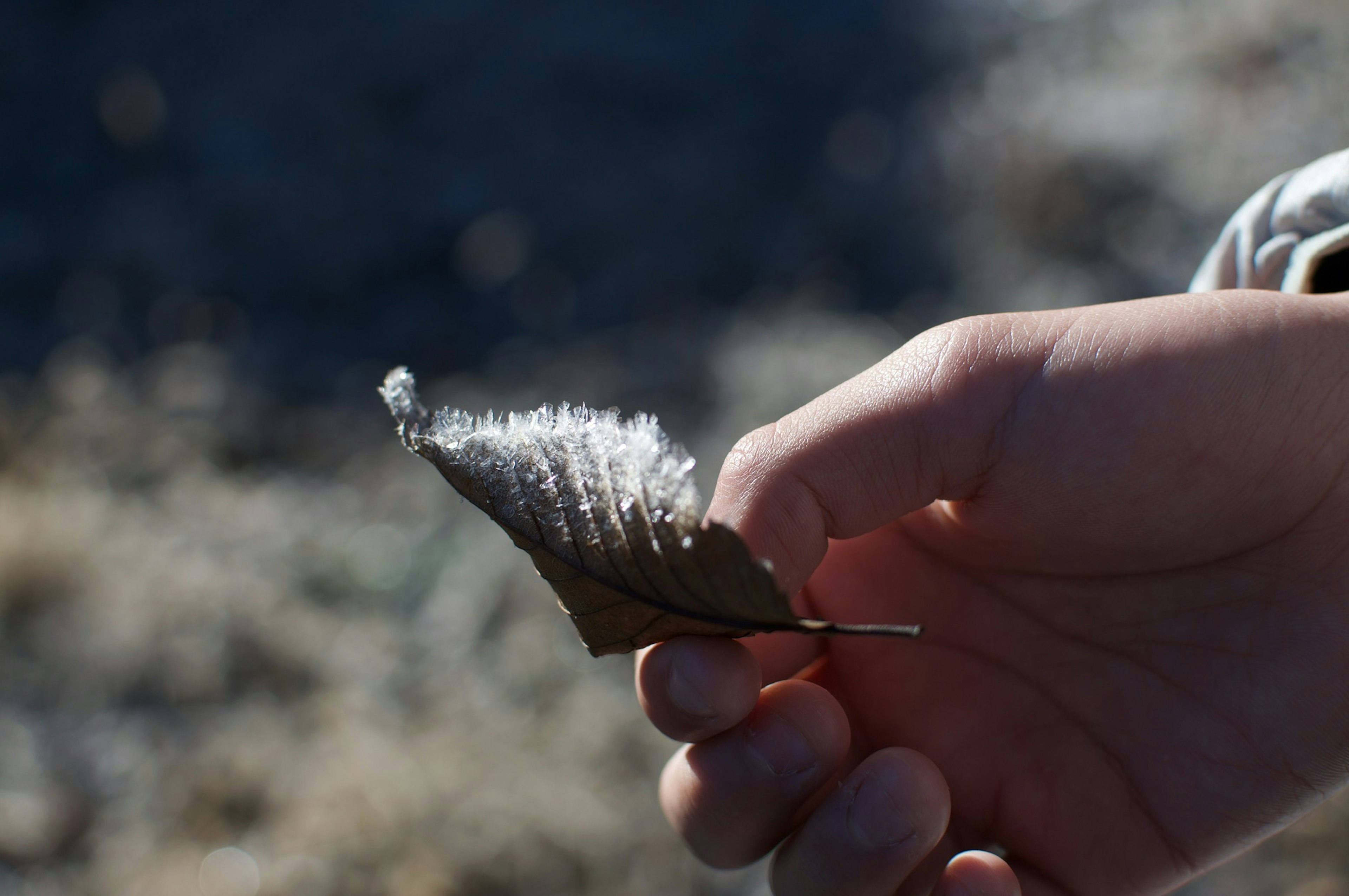 Eine Hand hält ein Blatt mit einer flauschigen weißen Substanz darauf