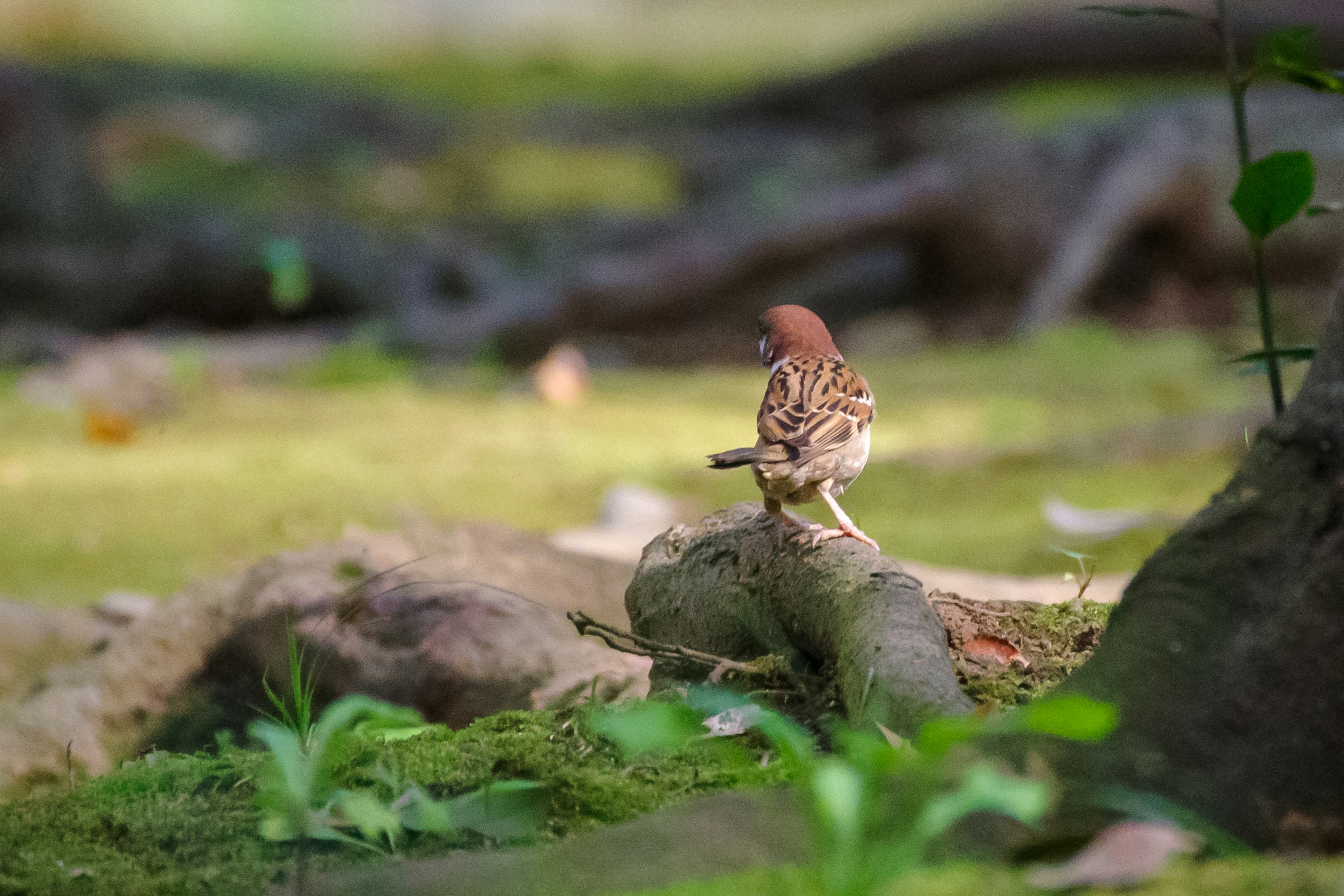 Ein kleiner Vogel steht im Wald