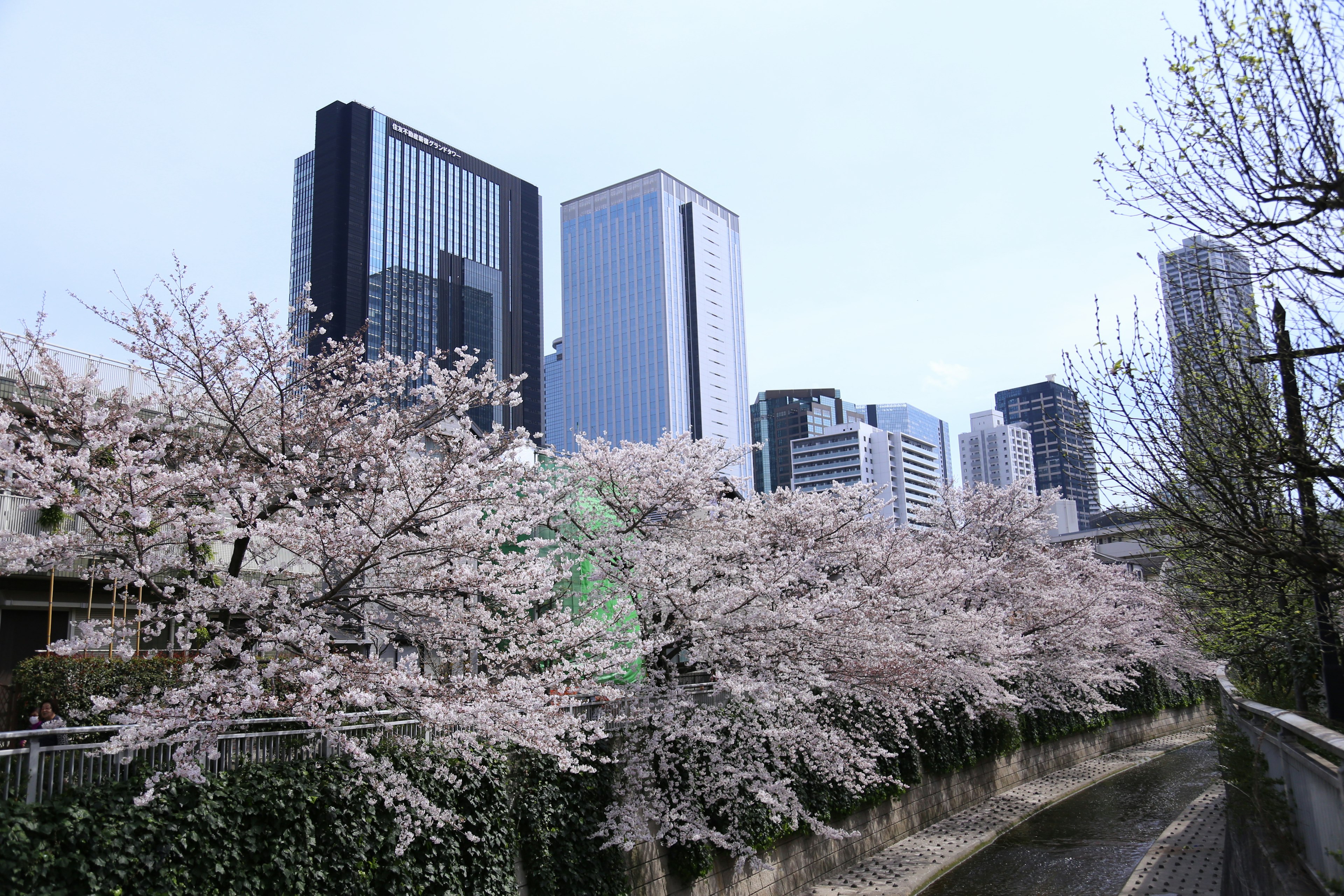 Árboles de cerezo en flor en un paisaje urbano con rascacielos y un camino junto al río