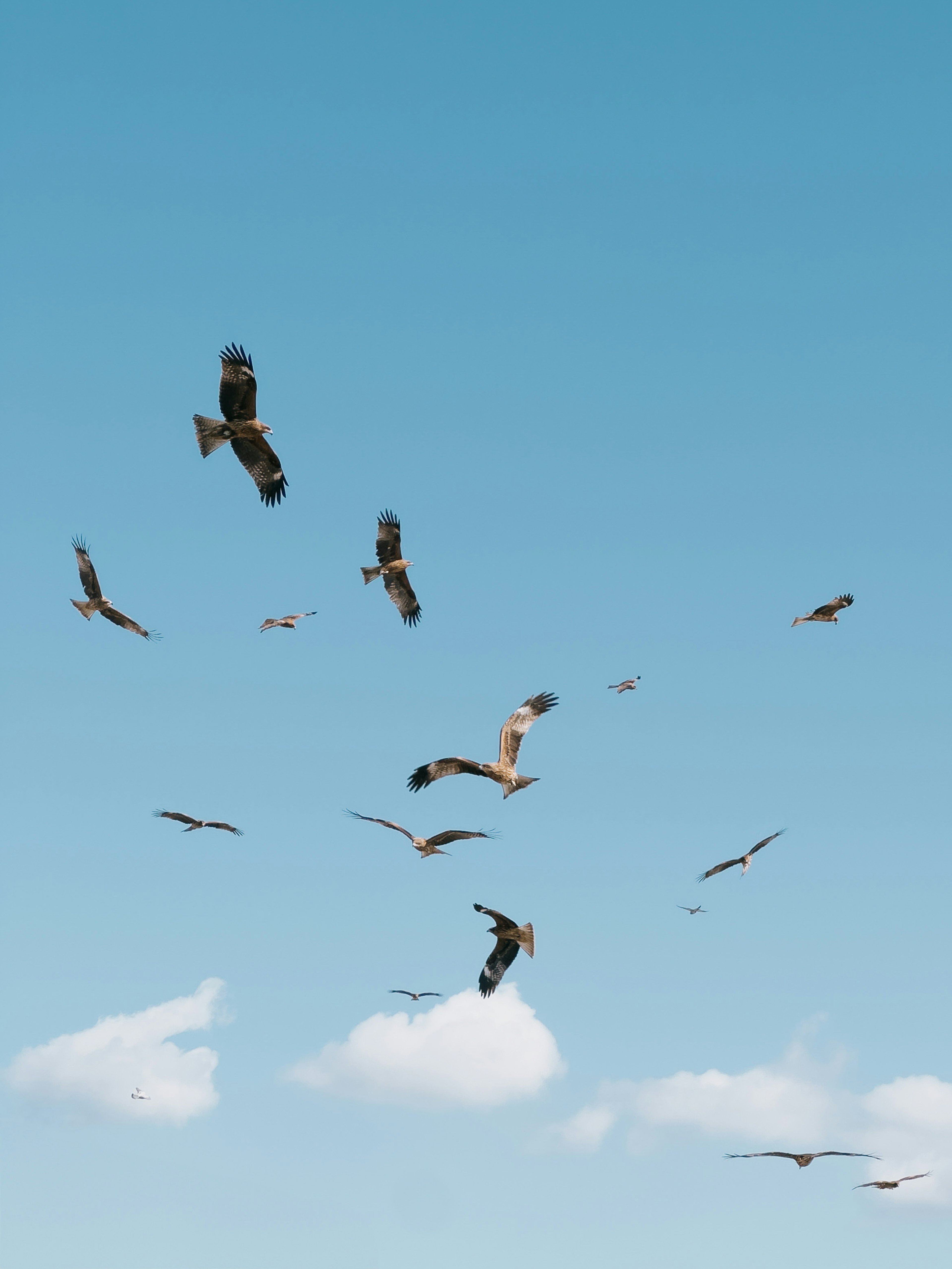 Un groupe d'oiseaux volant dans un ciel bleu clair