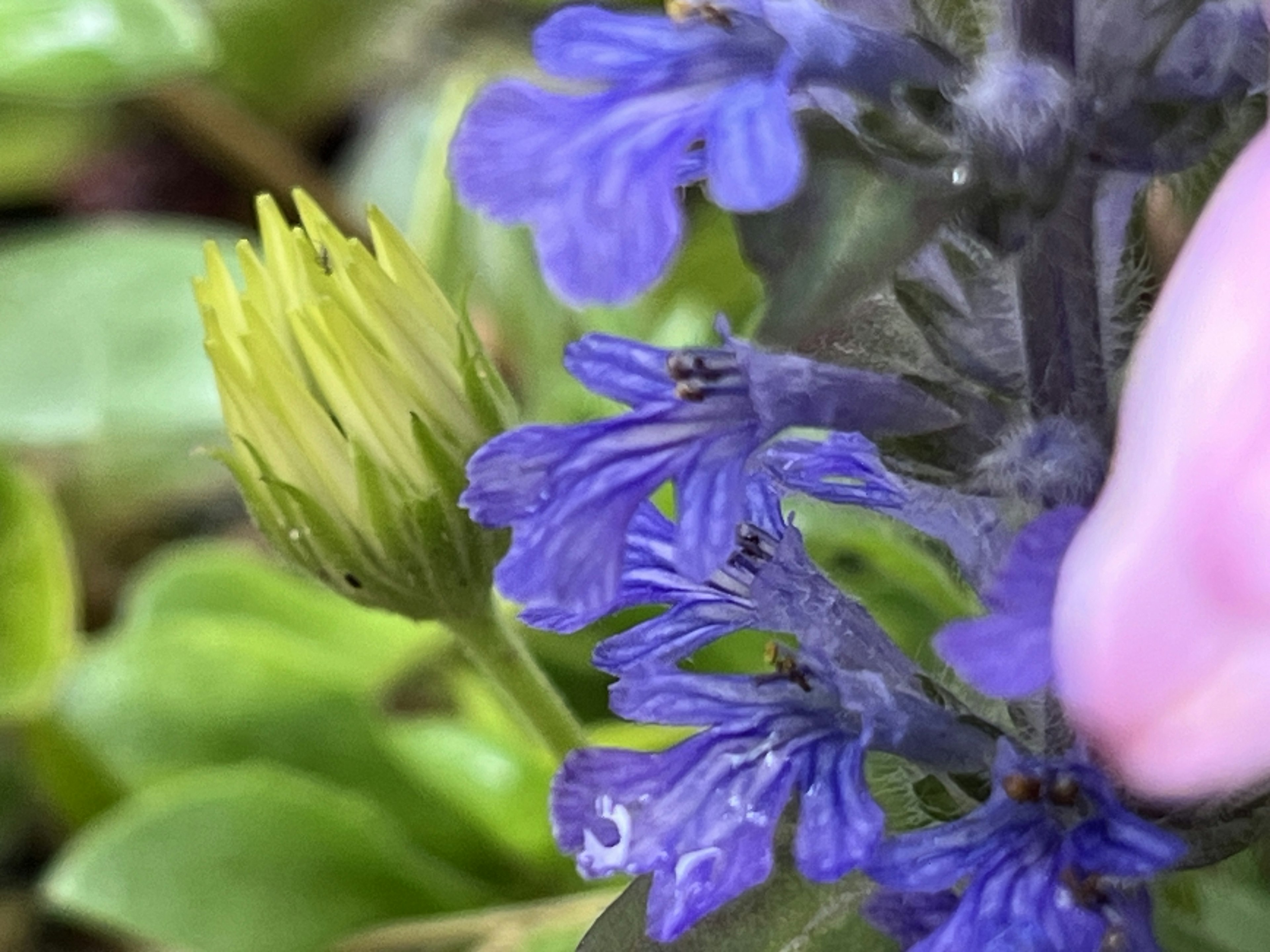 Imagen en primer plano de flores azules y un capullo