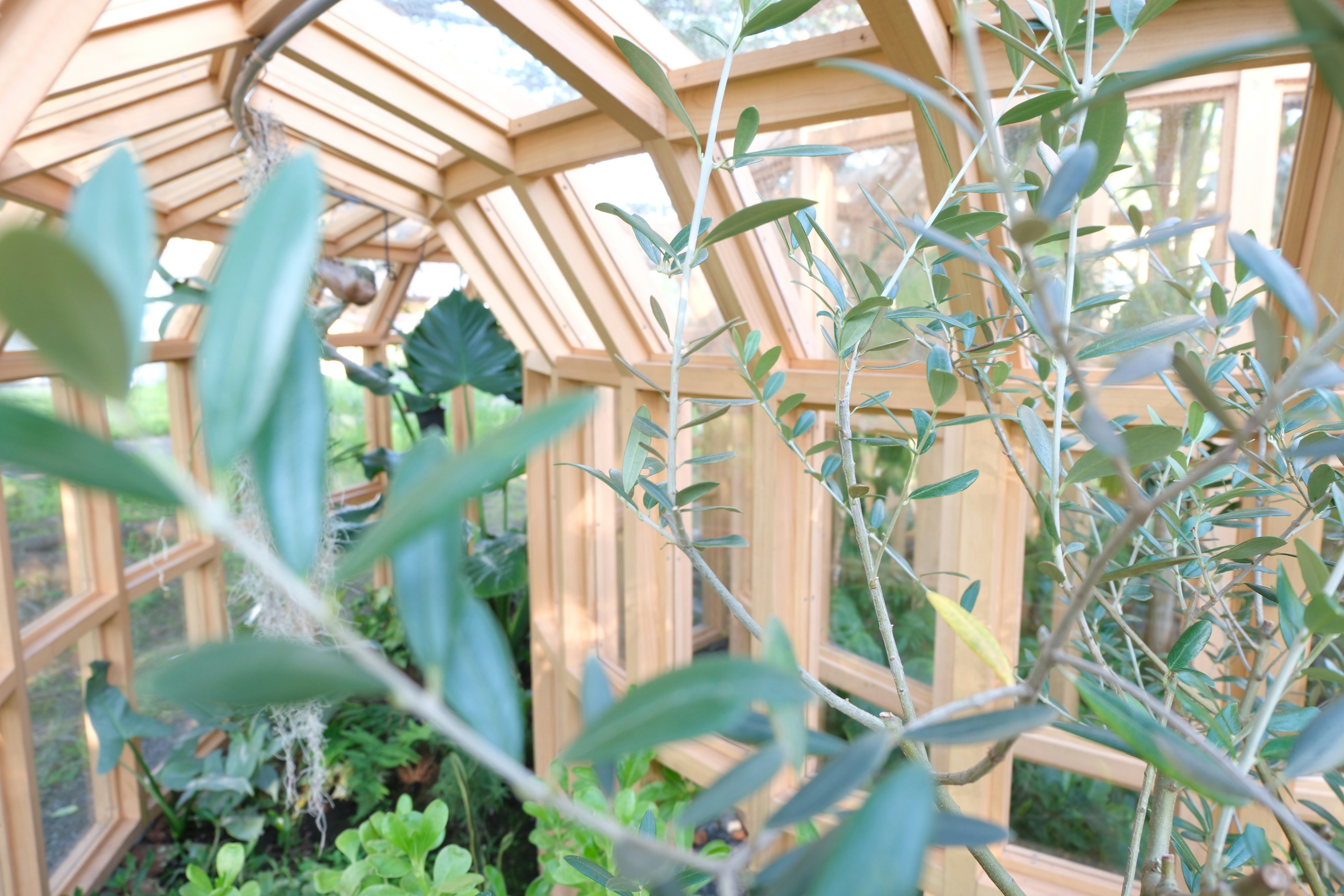 Interior of a wooden greenhouse with thriving plants and green leaves