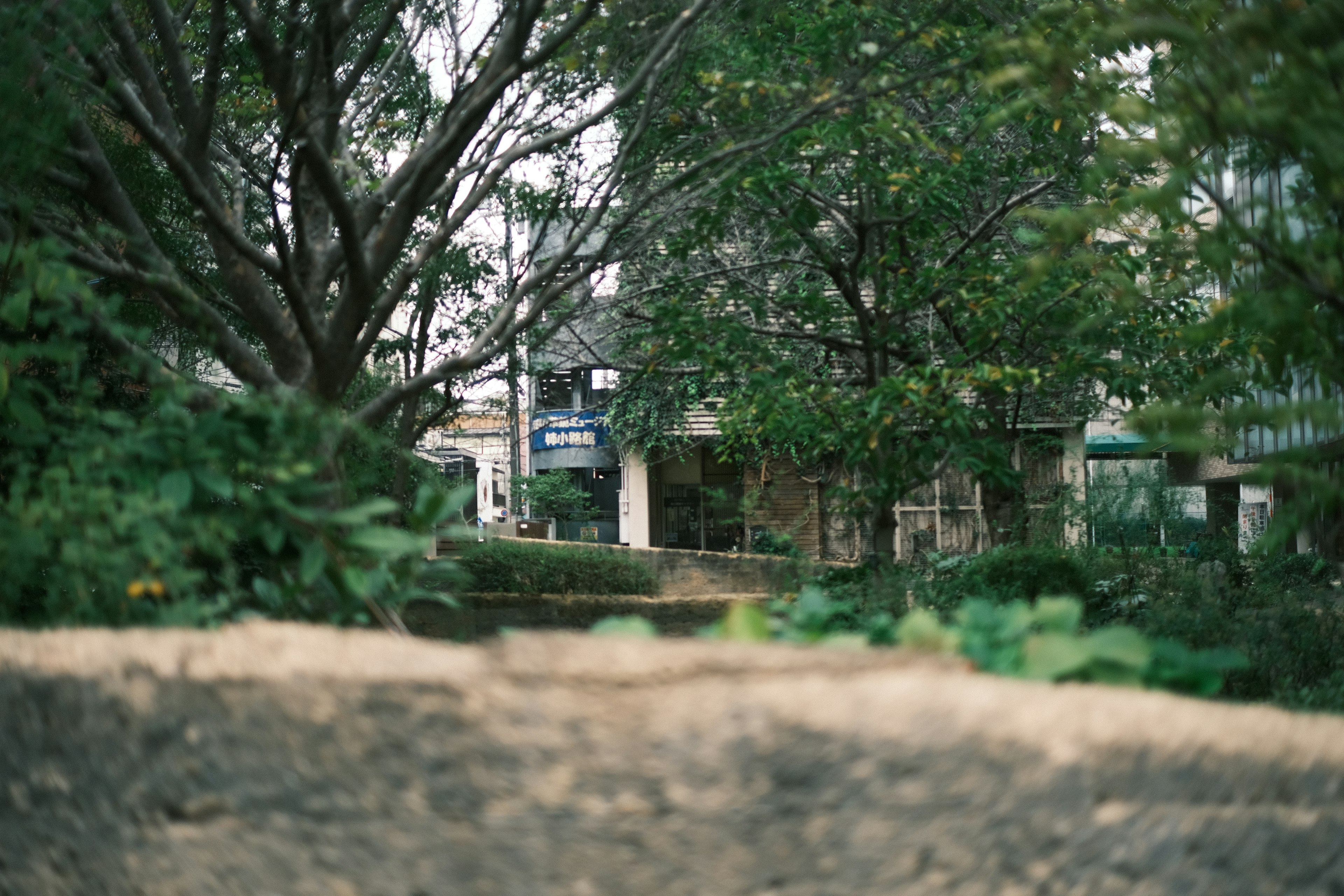 Muro de piedra con árboles verdes y hierba en un entorno urbano sereno