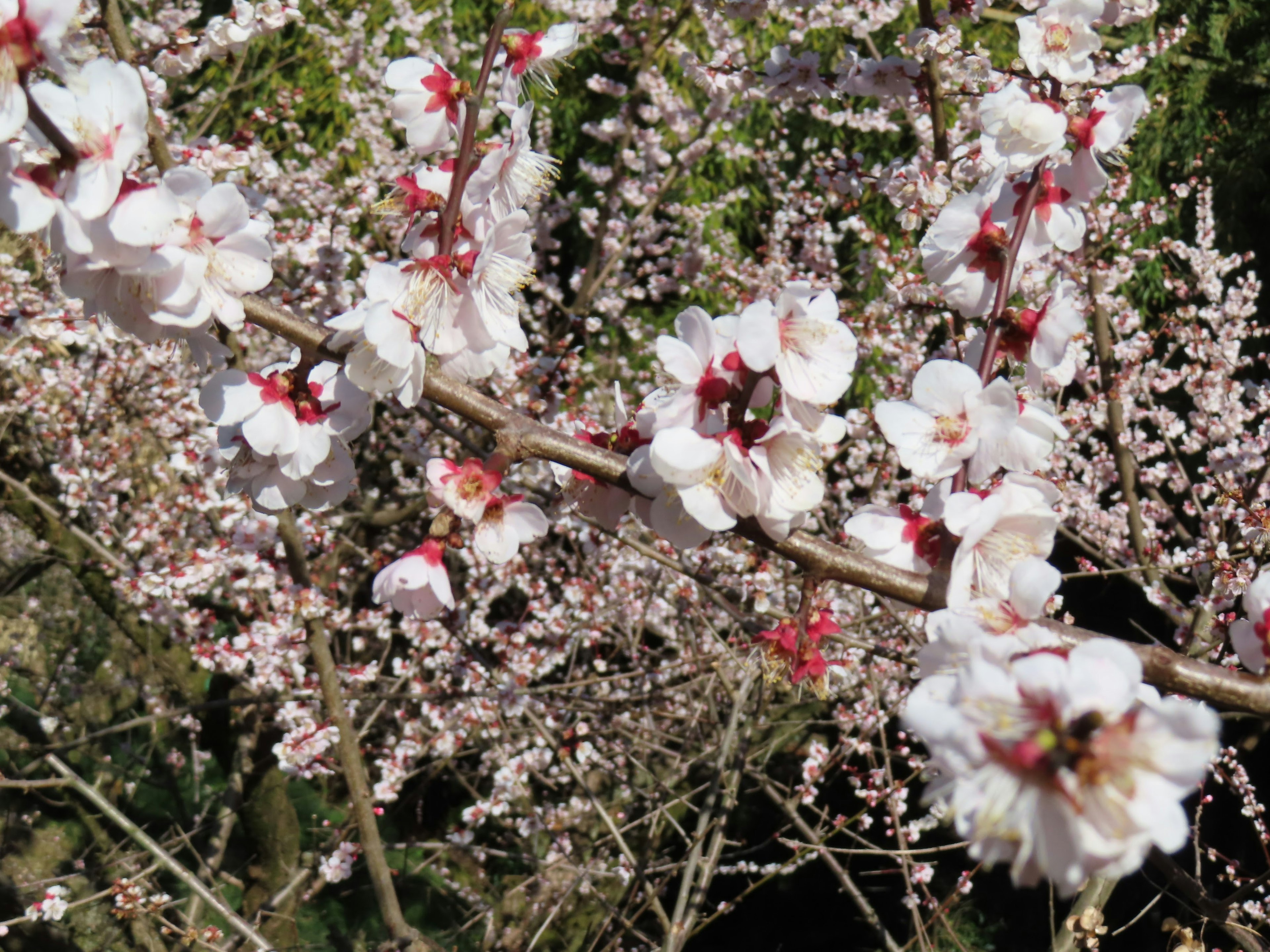 桜の花が咲いている枝のクローズアップ