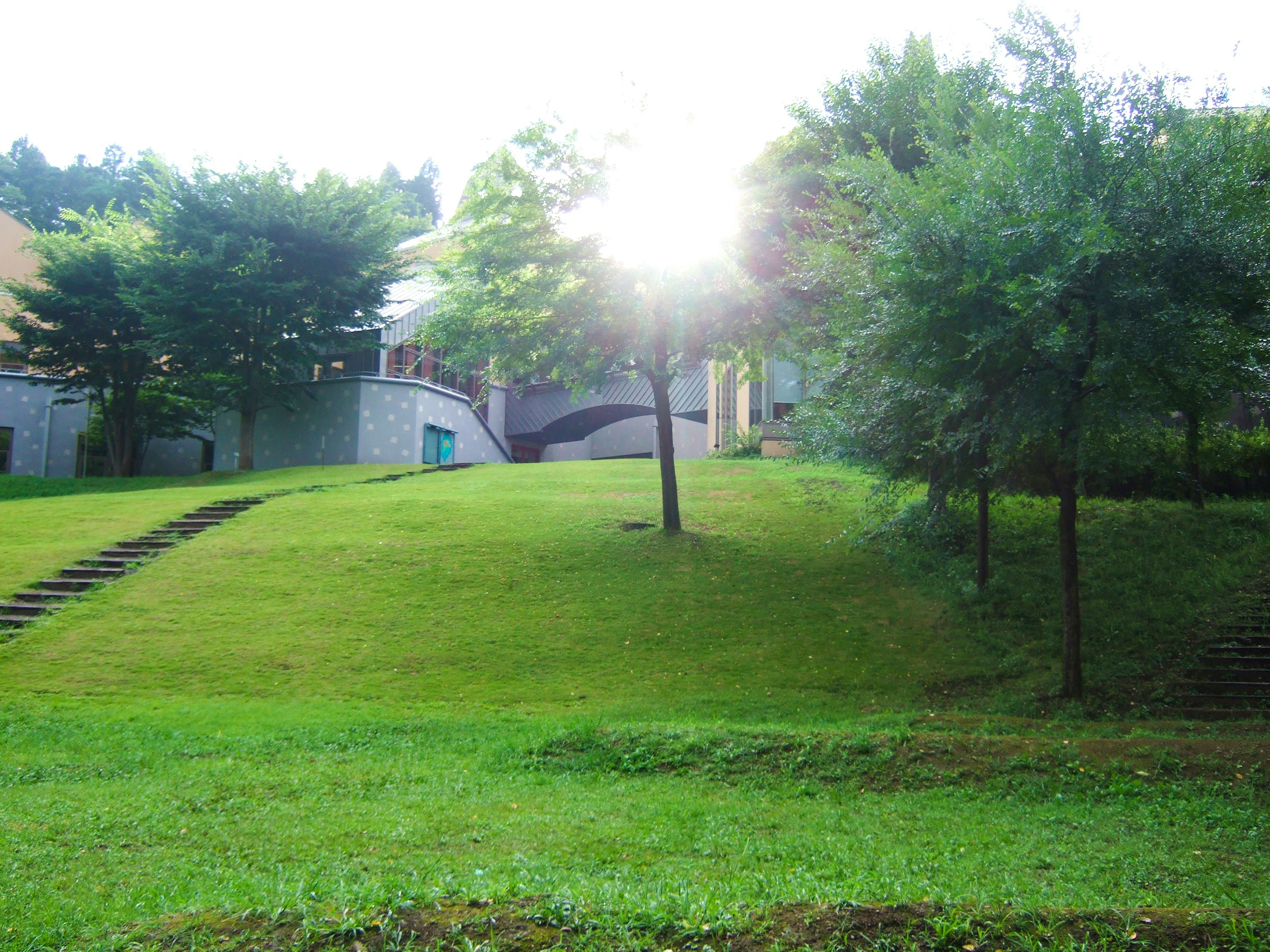 Sunlight shining through trees on a green hillside with steps