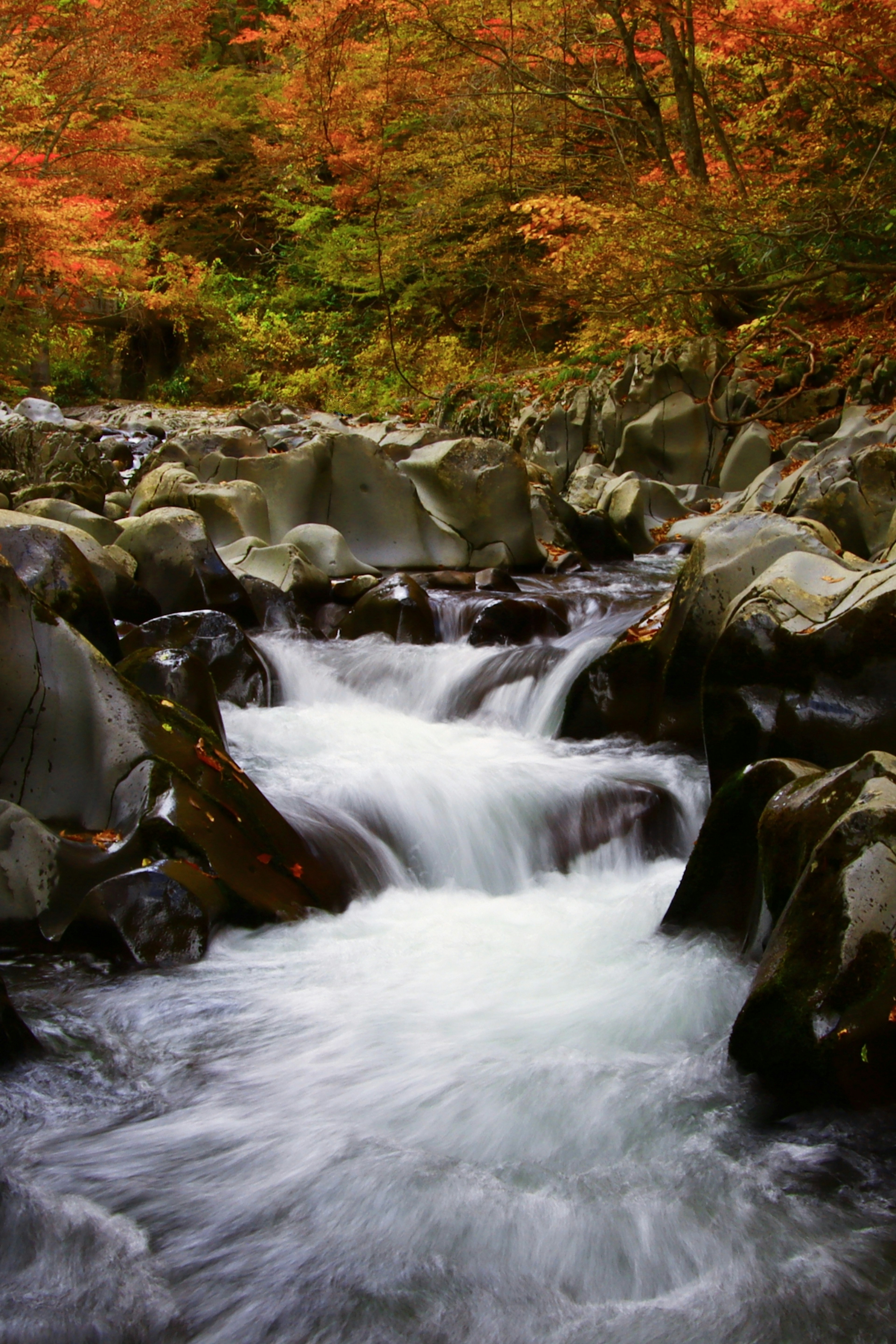 A flowing river surrounded by autumn foliage