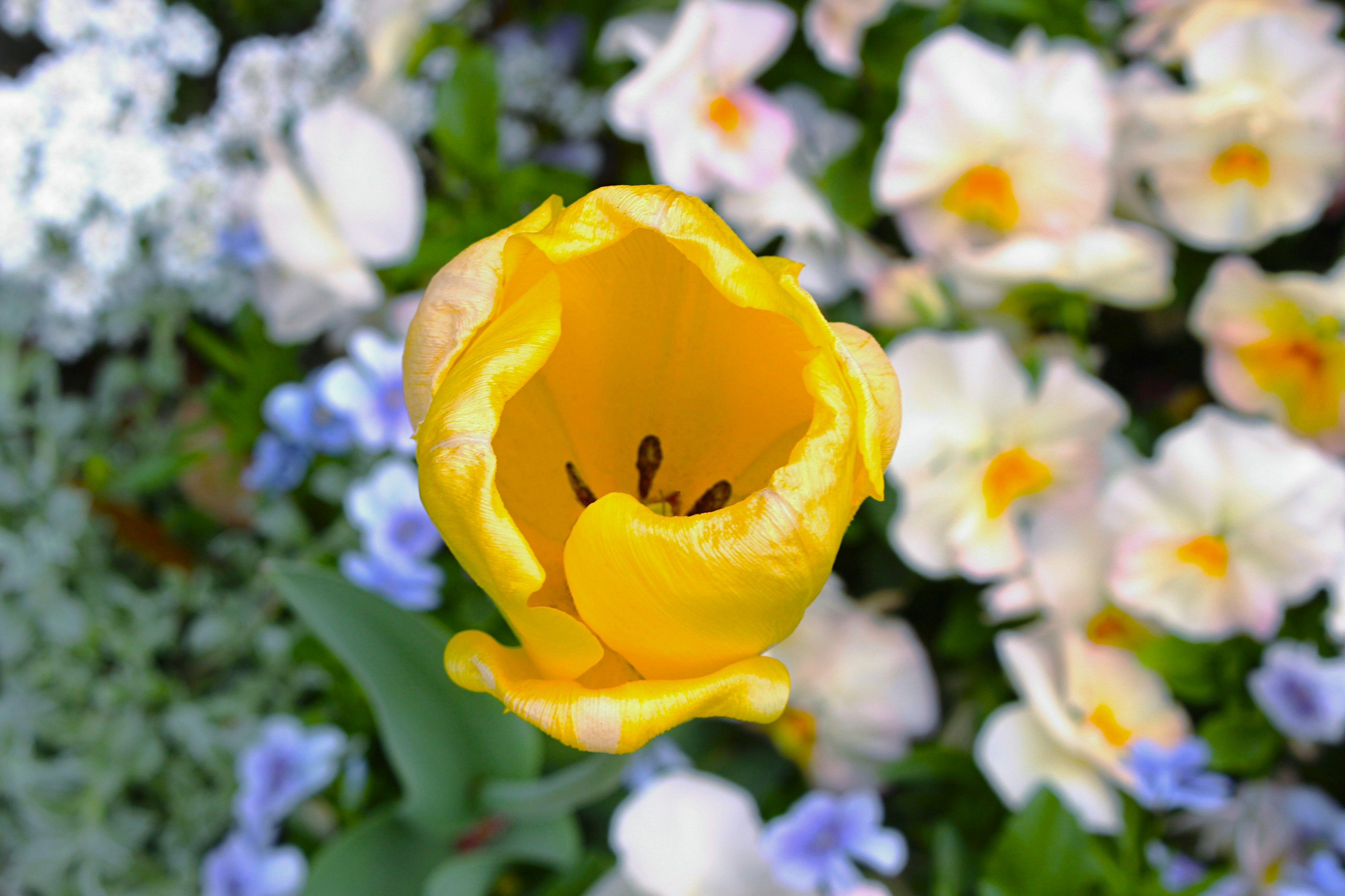 Sebuah tulip kuning yang cerah mekar dikelilingi oleh berbagai bunga